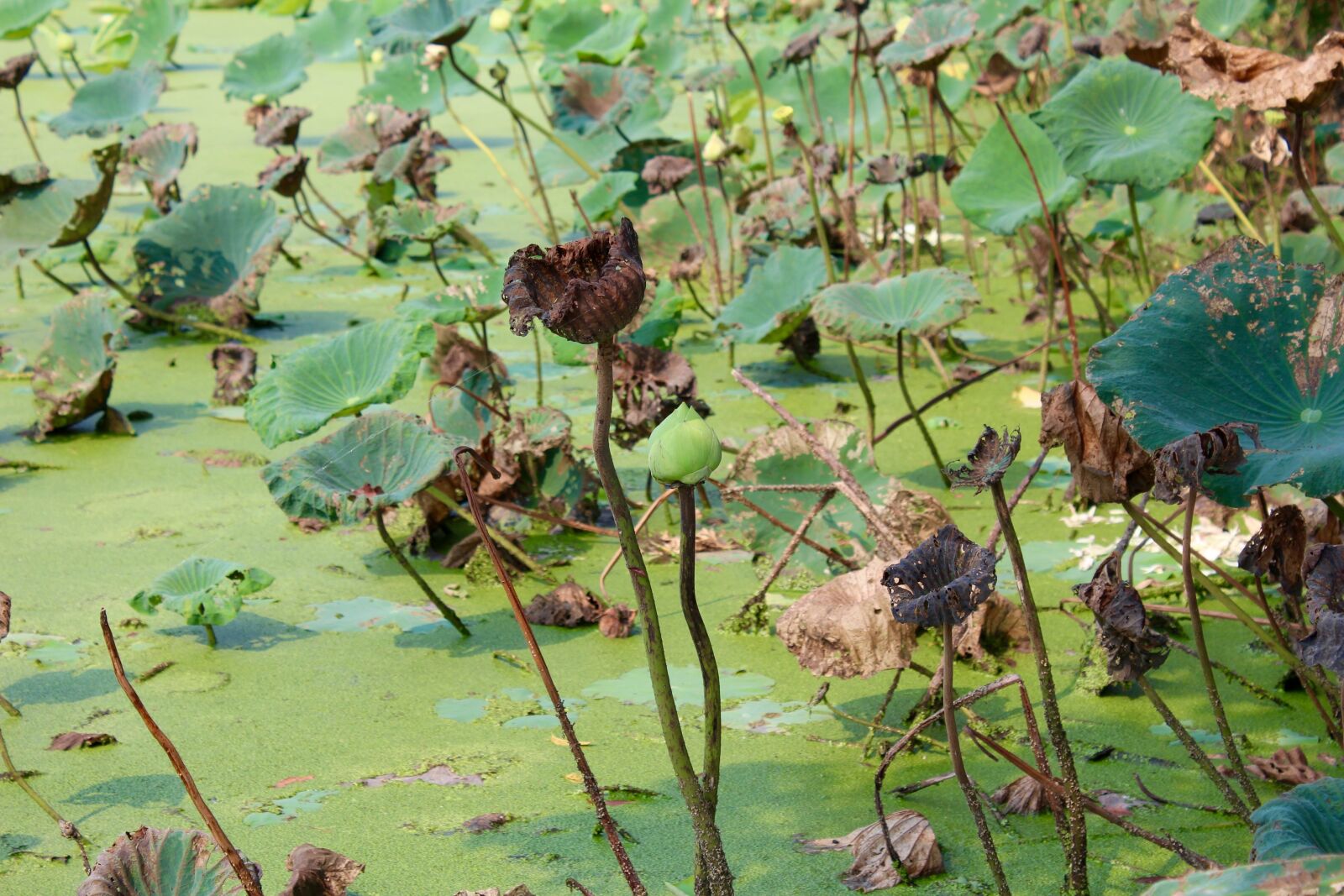 Canon EOS 600D (Rebel EOS T3i / EOS Kiss X5) sample photo. Lotus, leaves, aquatic plant photography
