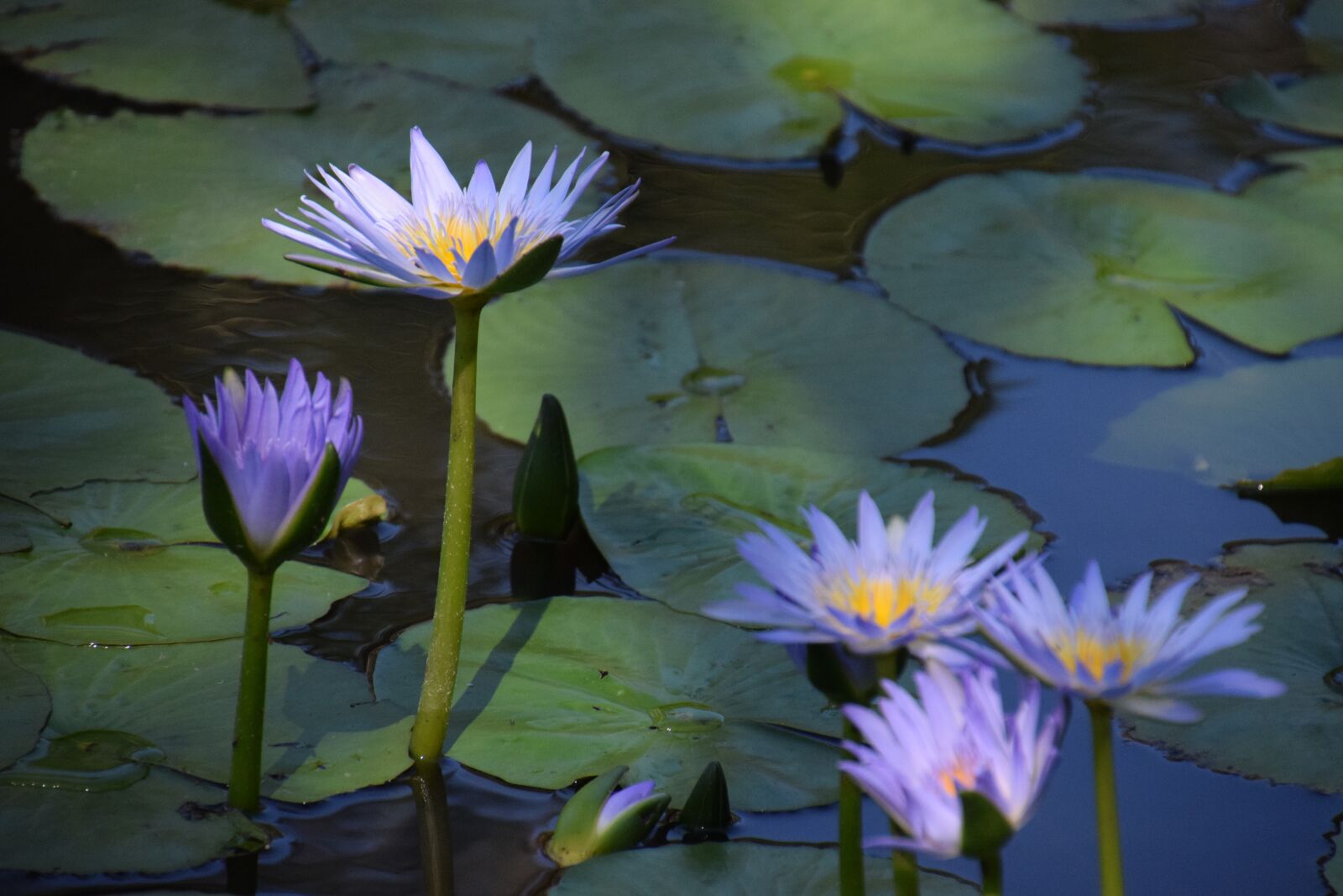 Nikon D5300 sample photo. Summer, water lilies, pond photography