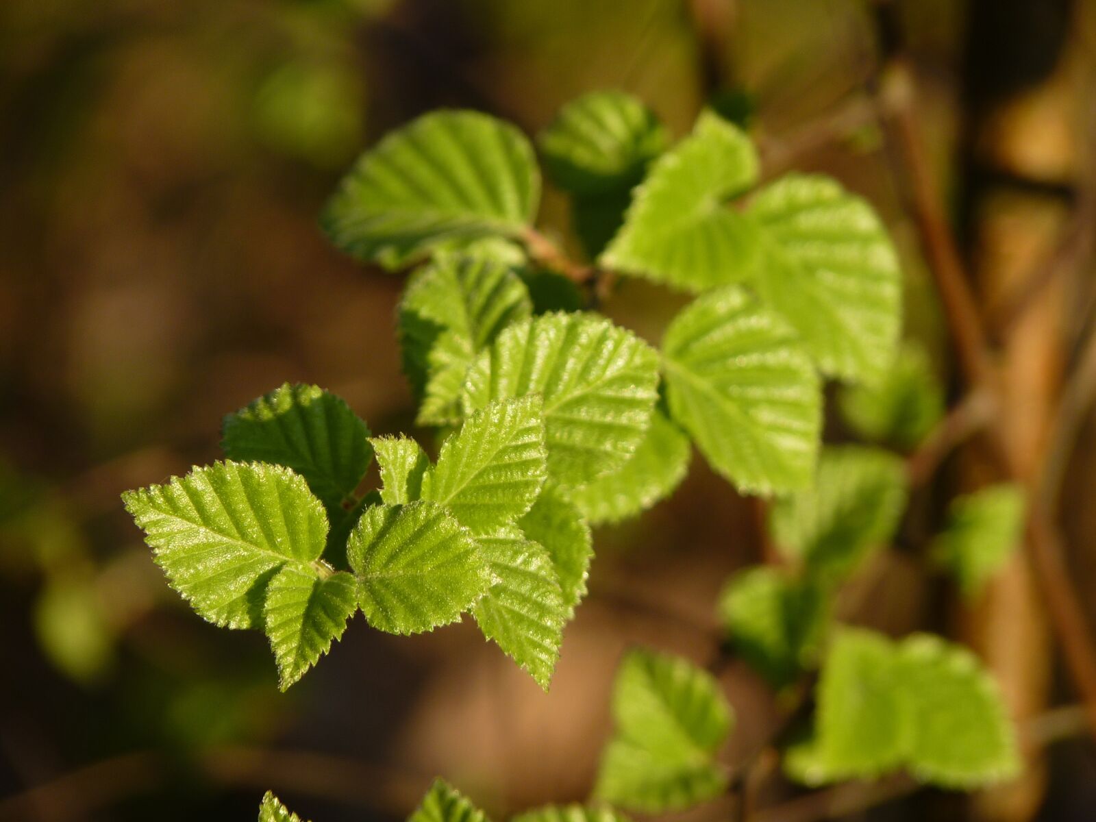Panasonic Lumix DMC-FZ35 (Lumix DMC-FZ38) sample photo. Beech, spring, leaves photography
