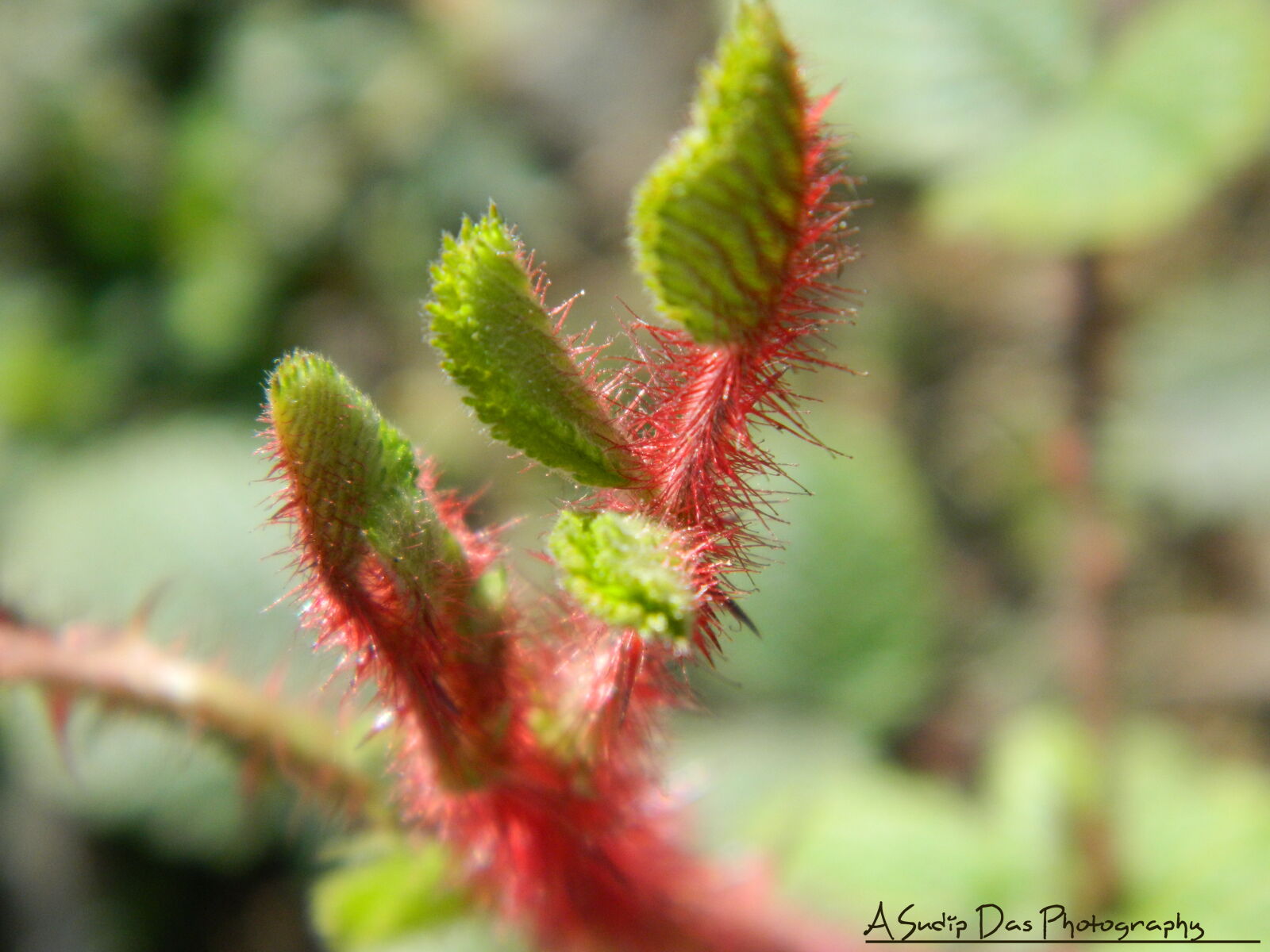 Nikon Coolpix L120 sample photo. Close photography