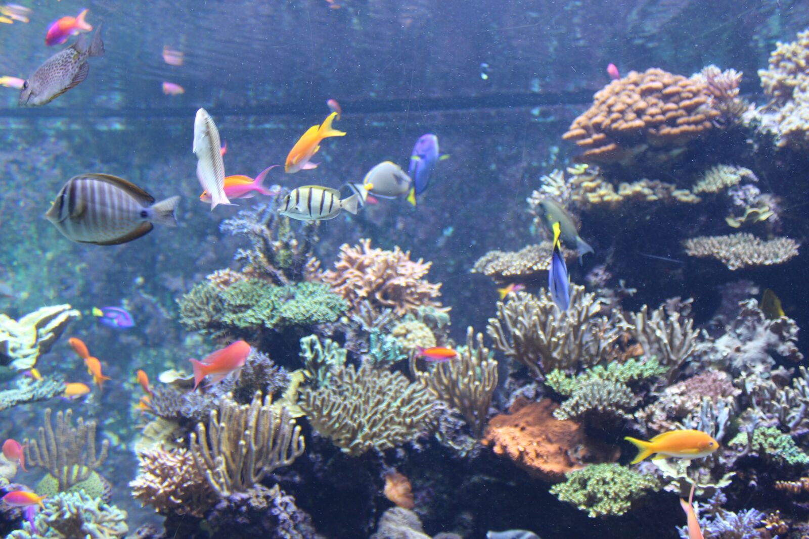 Canon EOS 650D (EOS Rebel T4i / EOS Kiss X6i) sample photo. Sentosa, resort, singapore photography