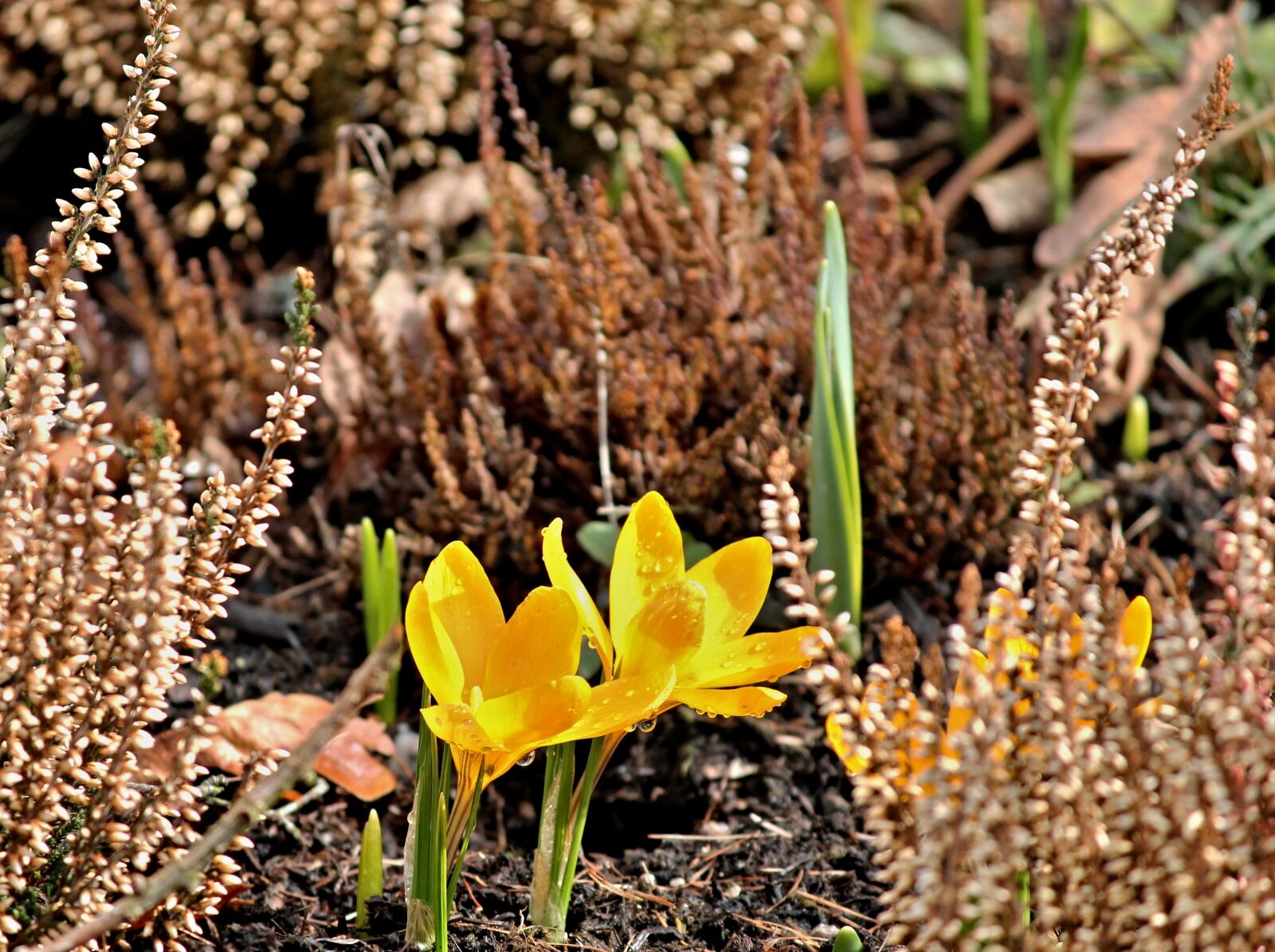 Canon EOS 1100D (EOS Rebel T3 / EOS Kiss X50) sample photo. Crocus, yellow, bud photography