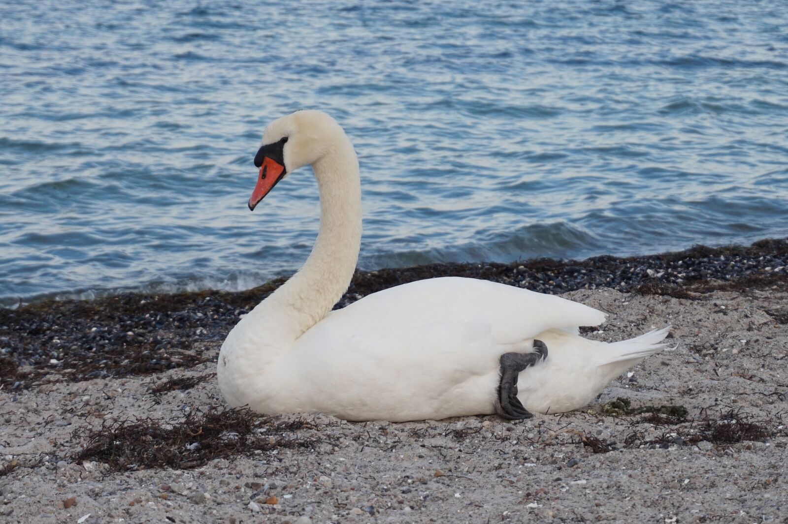 Sony Alpha a5000 (ILCE 5000) sample photo. Swan, animal, swim photography