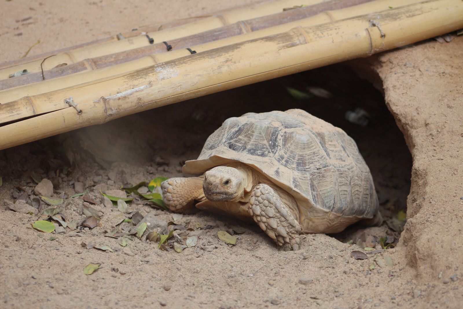 Canon EF75-300mm f/4-5.6 sample photo. Turtle, animals, reptile photography