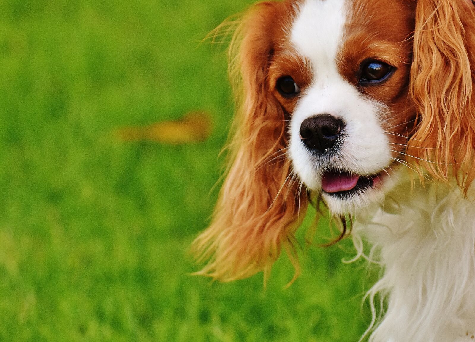 Nikon D7200 sample photo. Dog, cavalier king charles photography