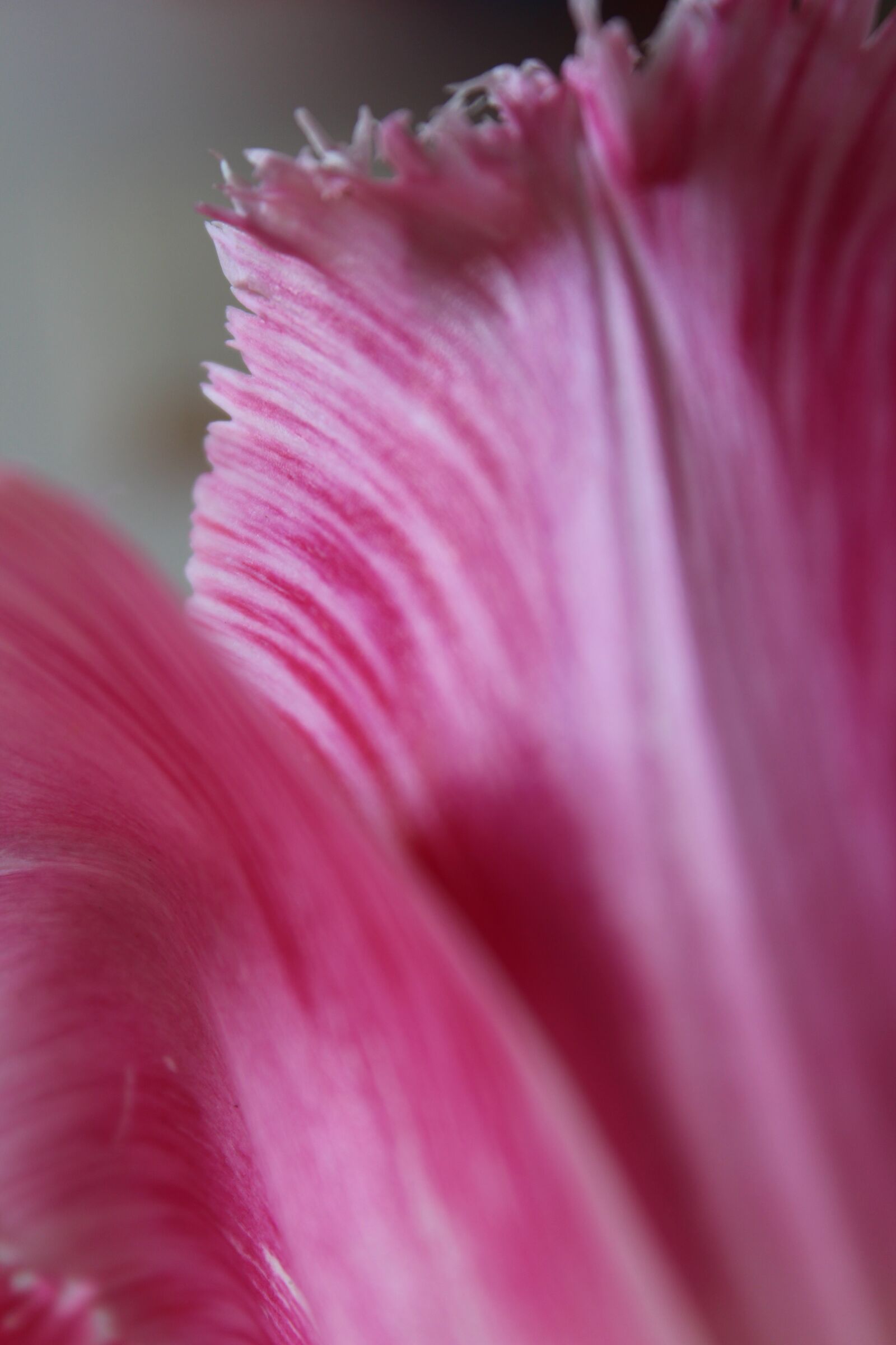 Canon EOS 650D (EOS Rebel T4i / EOS Kiss X6i) sample photo. Flower, tulip, nature photography