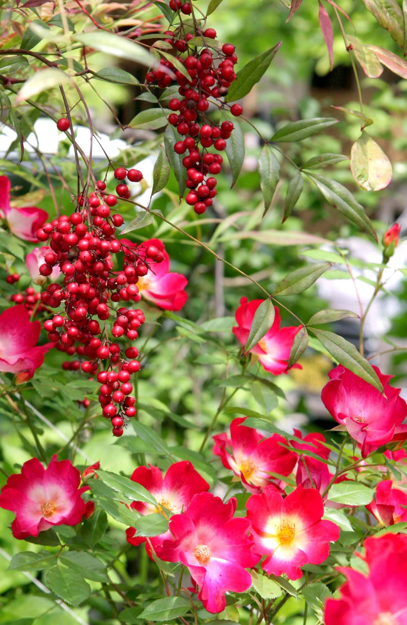 Canon EOS 40D sample photo. Flowers, roses, red photography