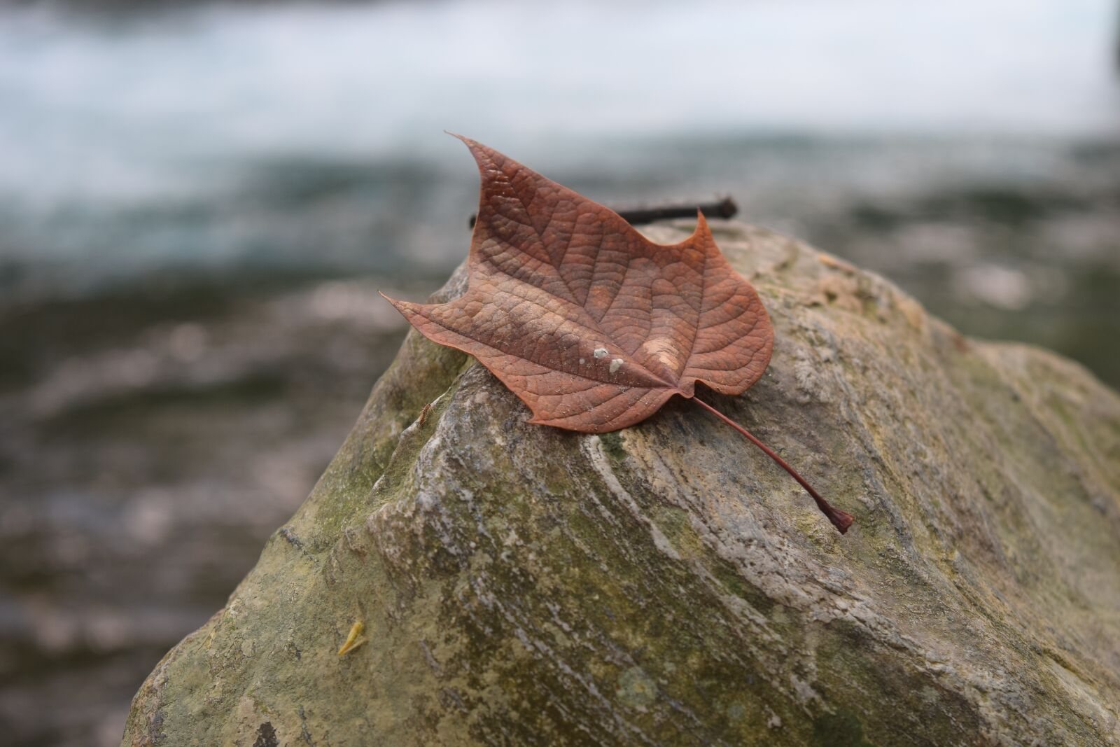 Nikon D3300 sample photo. Leaf, autumn, red photography