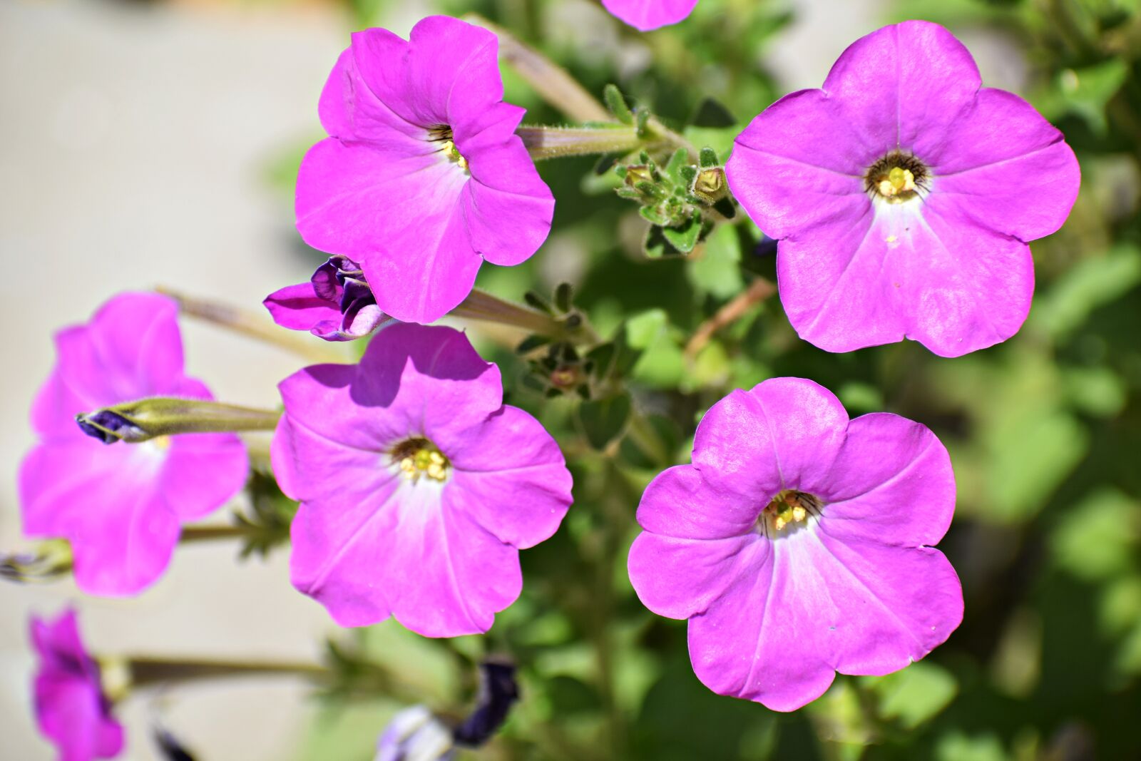 Nikon D3300 sample photo. Flowers, nature, blossom photography