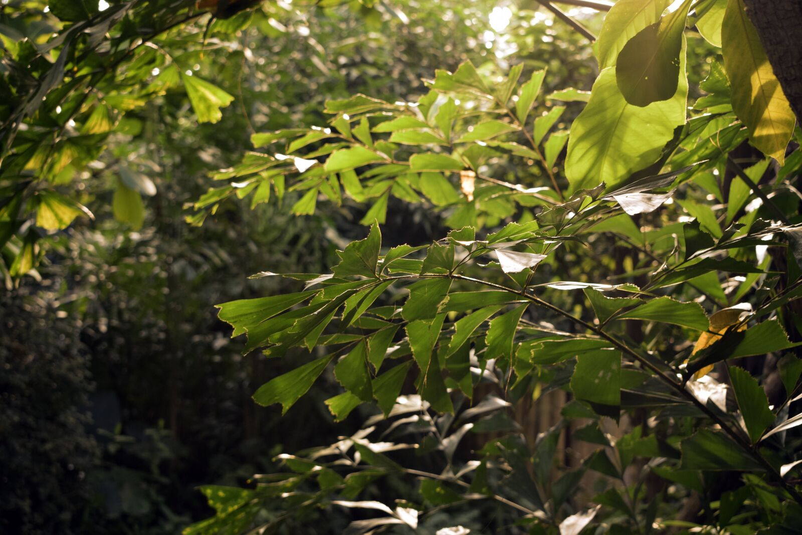 Nikon D3300 sample photo. Jungle, leaves, sun photography