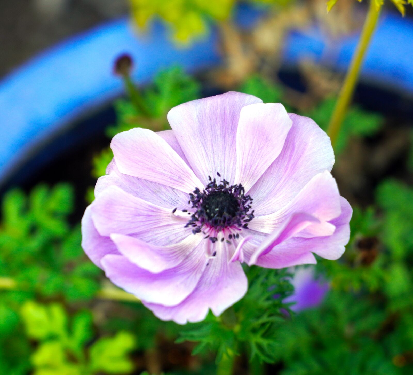Sony E PZ 18-105mm F4 G OSS sample photo. Anemone, flower, blossom photography