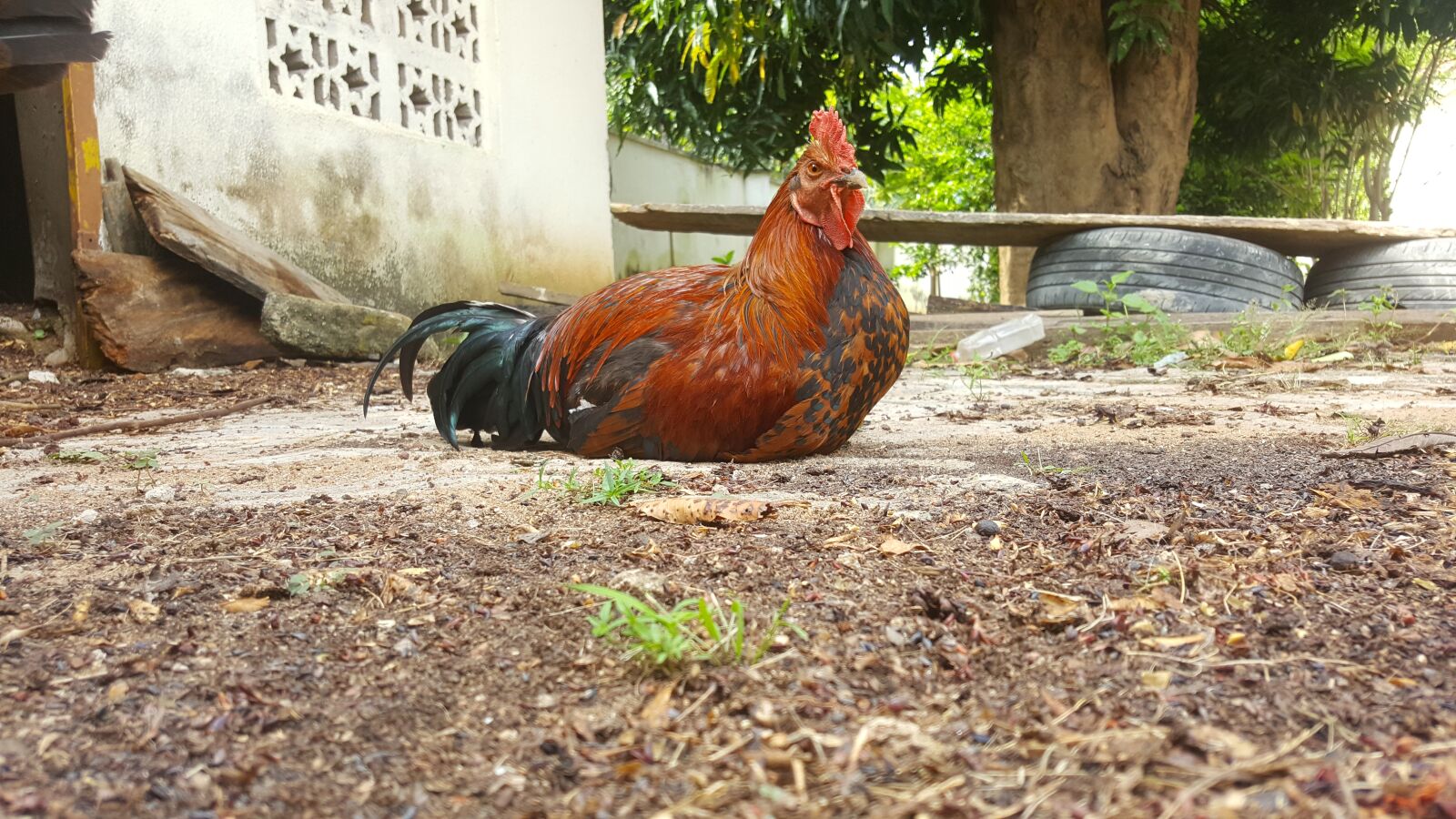 Samsung Galaxy Note5 sample photo. Chicken, rooster, fowl photography