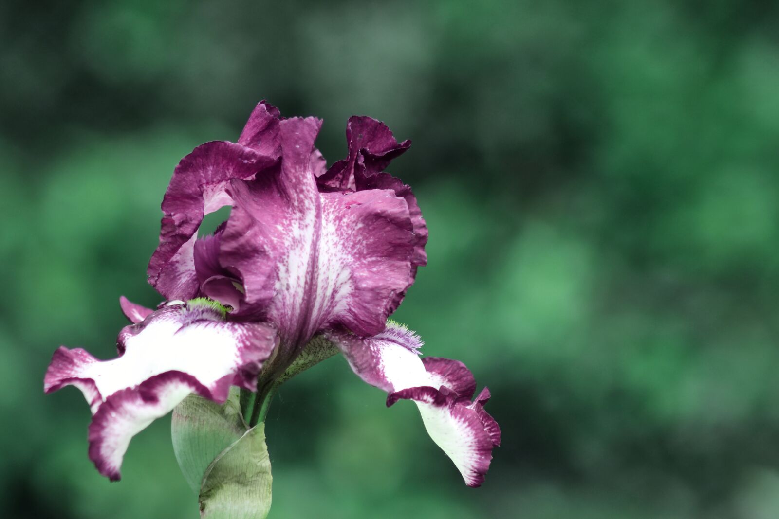 Canon EOS 1300D (EOS Rebel T6 / EOS Kiss X80) sample photo. Iris, purple, flower photography