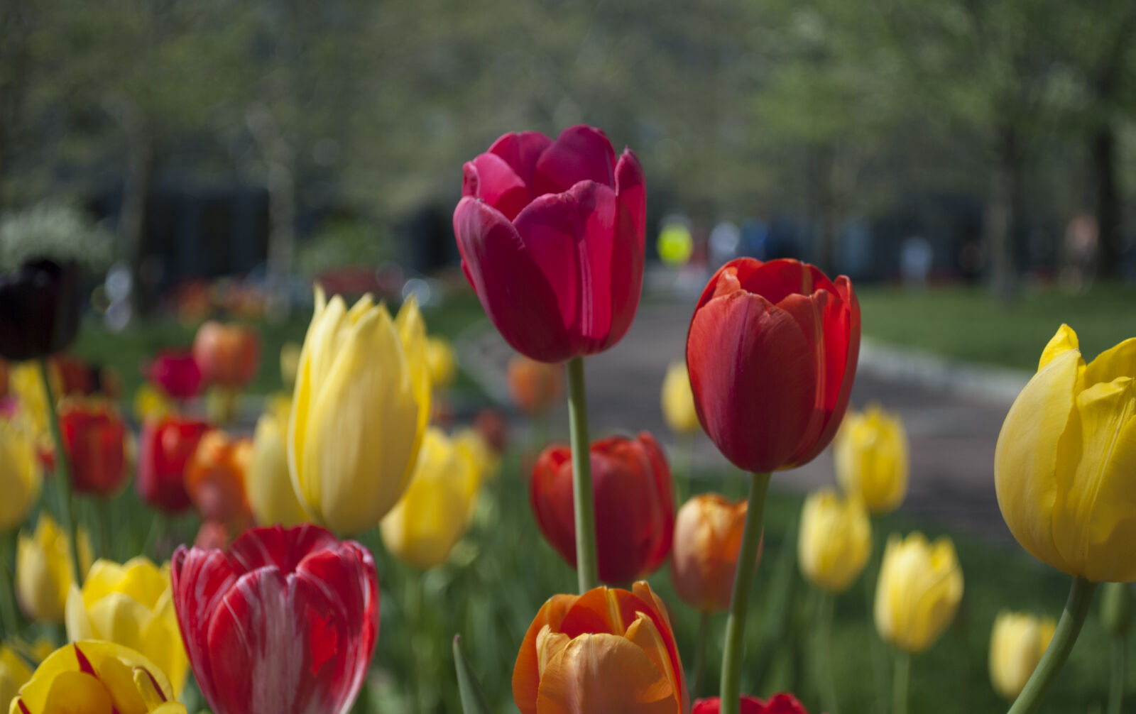 Nikon D3000 sample photo. Flowers, tulips photography