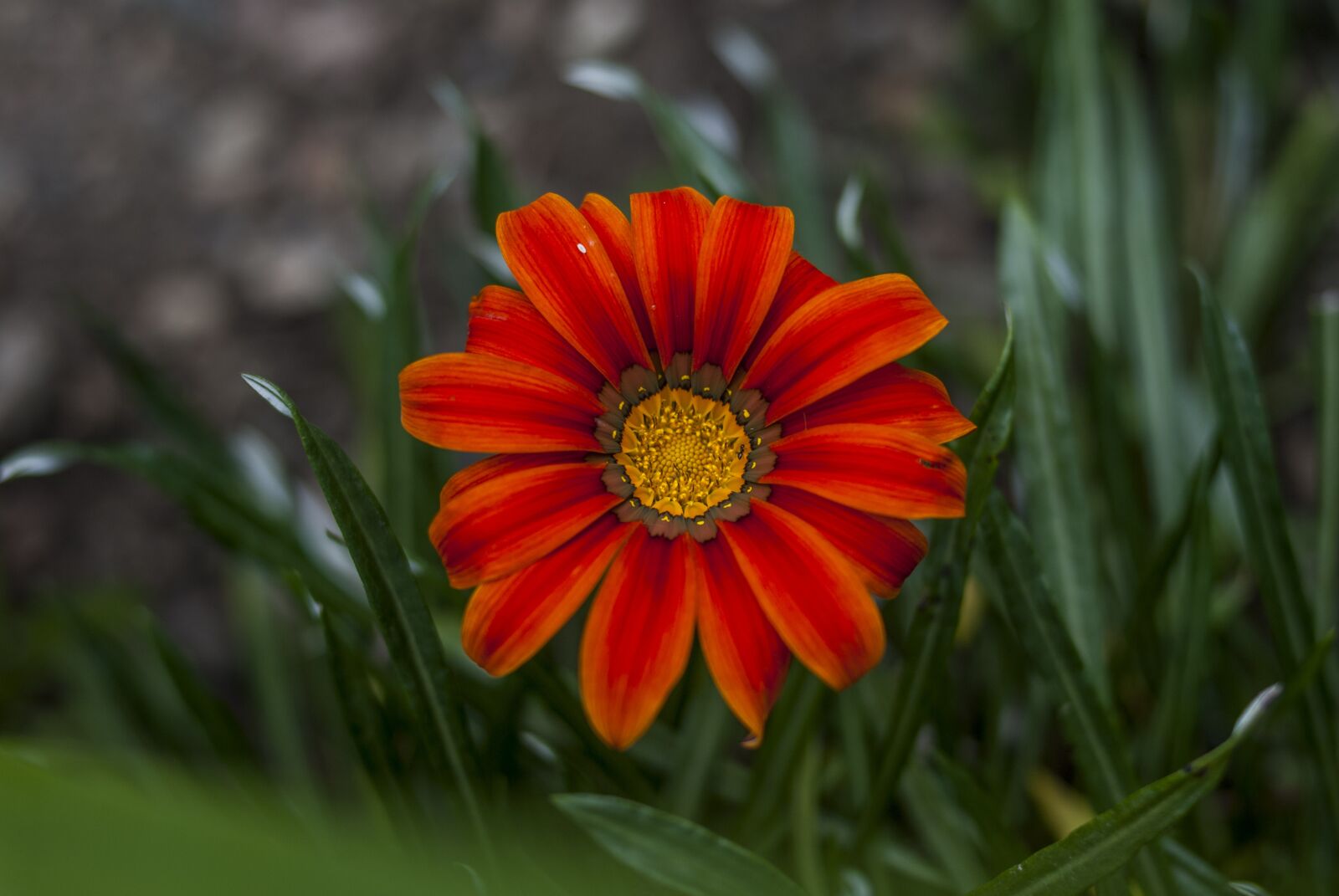 Nikon D60 sample photo. Nature, flower, plant photography