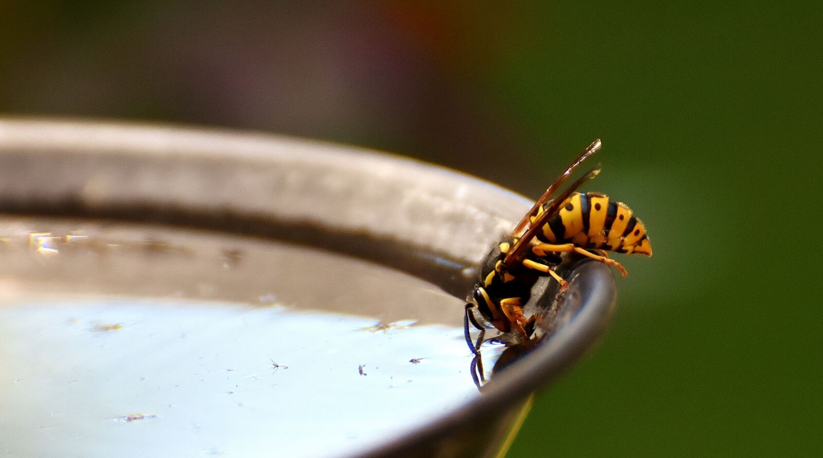 Nikon D7200 sample photo. Wasp, insect, drinking water photography