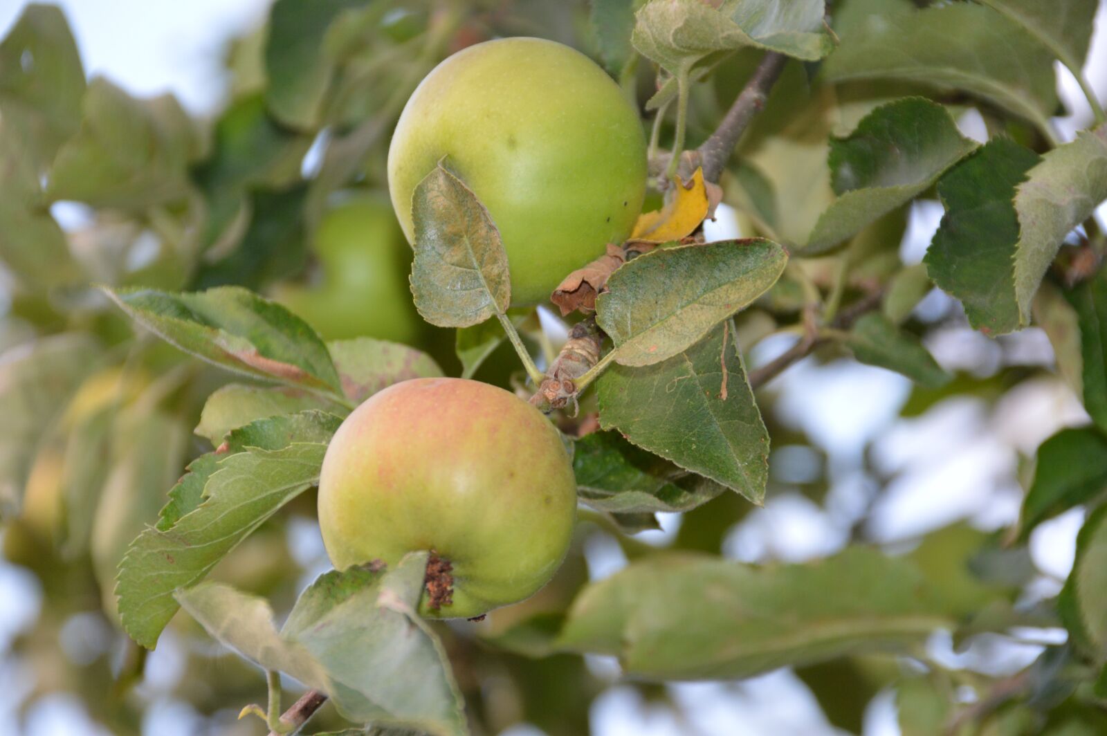 Nikon D3200 sample photo. Apple, fruit, apples photography