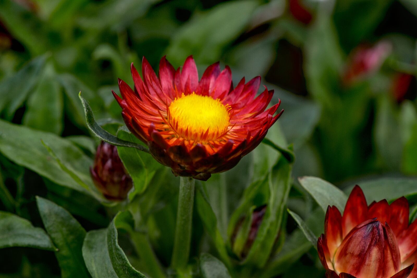Nikon D3100 sample photo. Italicum, gnaphalieae, trockenblume photography