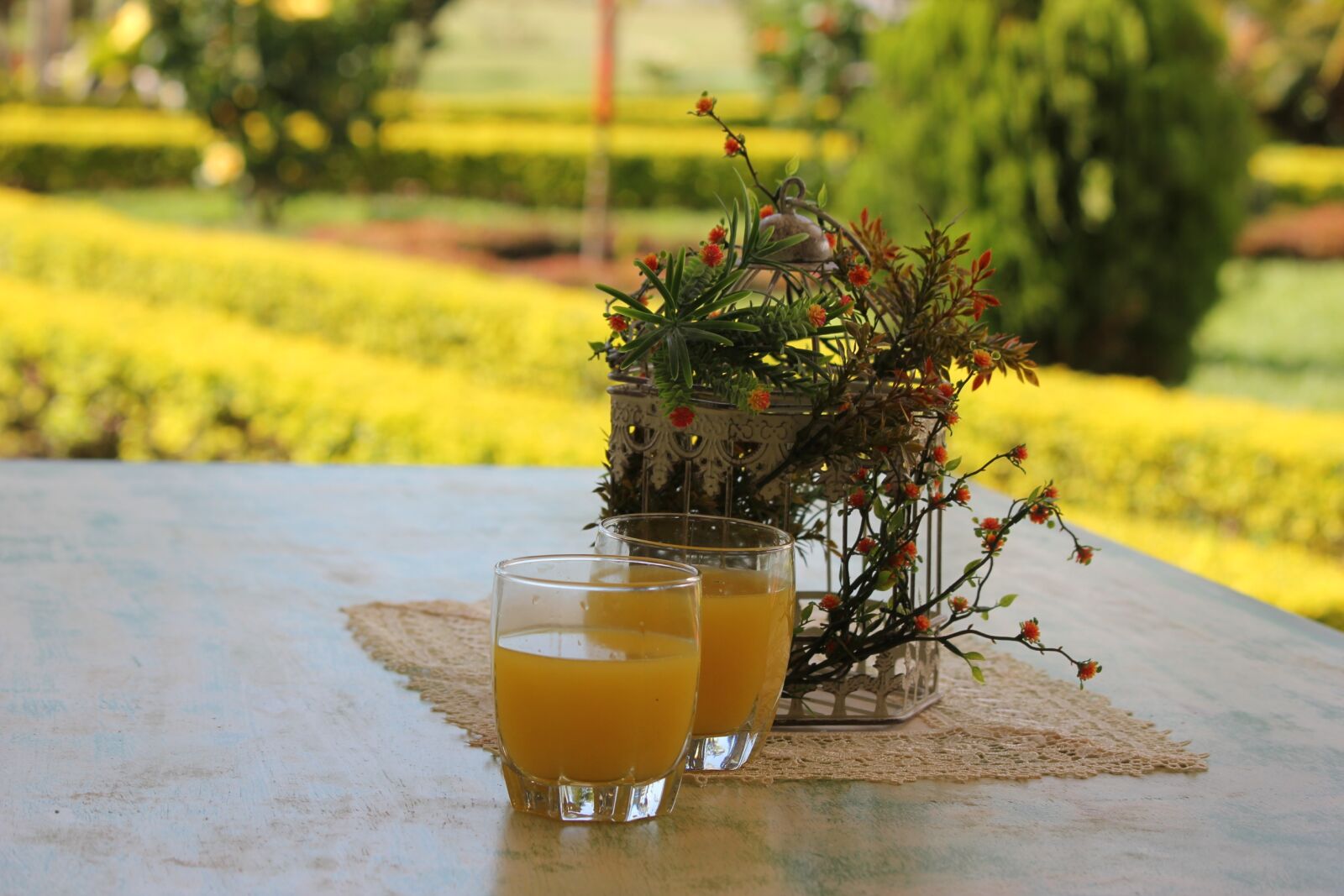 Canon EOS 550D (EOS Rebel T2i / EOS Kiss X4) sample photo. Nature, orange, breakfast photography
