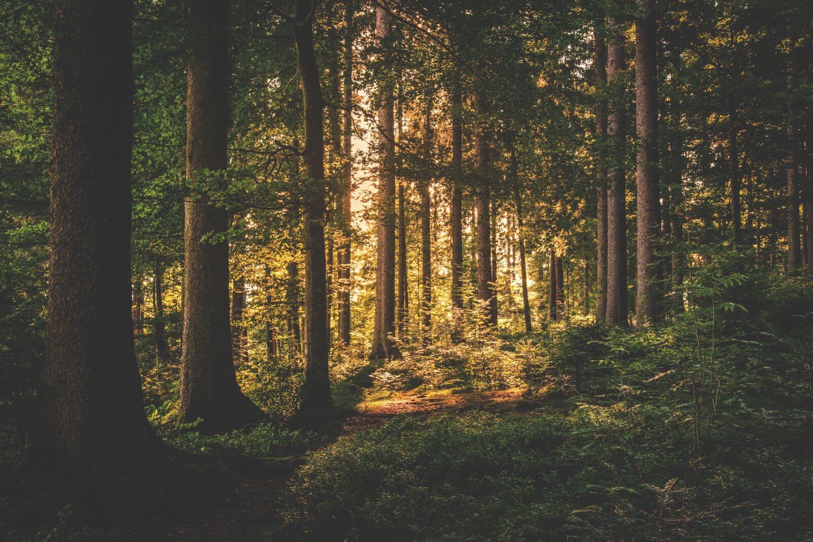 Nikon D5300 sample photo. Conifer, sunrise, daylight photography