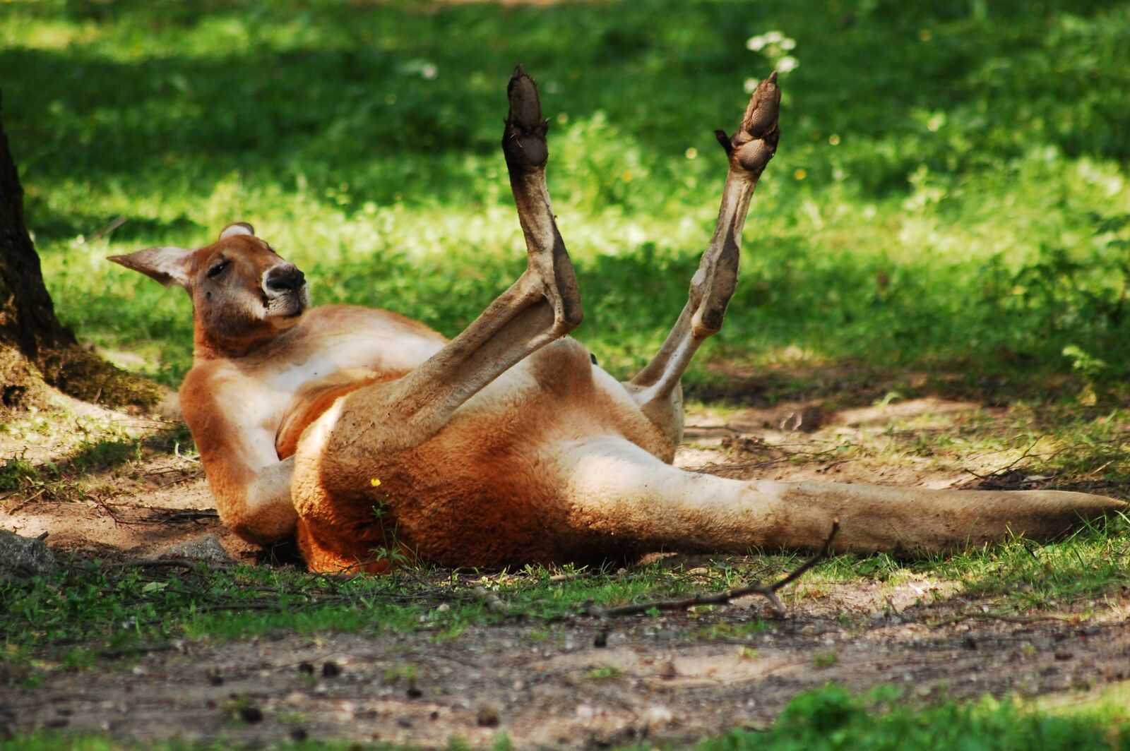 Nikon D40 sample photo. Kangaroo, zoo, animal photography