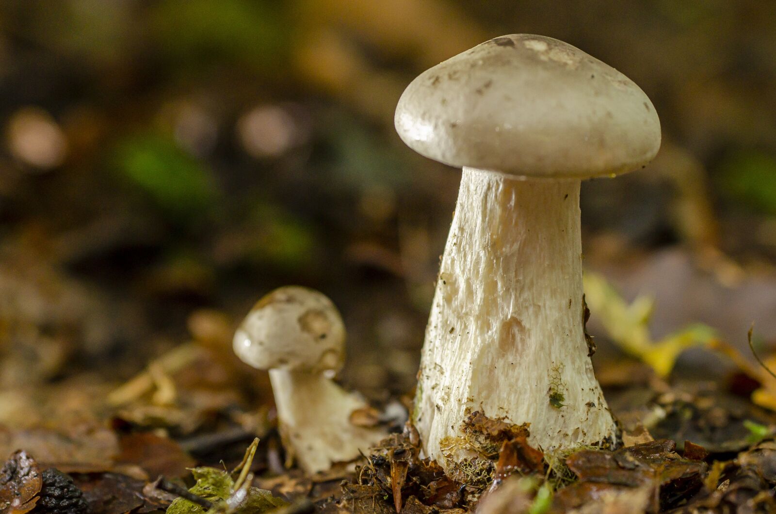 Nikon D7000 sample photo. Fall, fungus, undergrowth photography