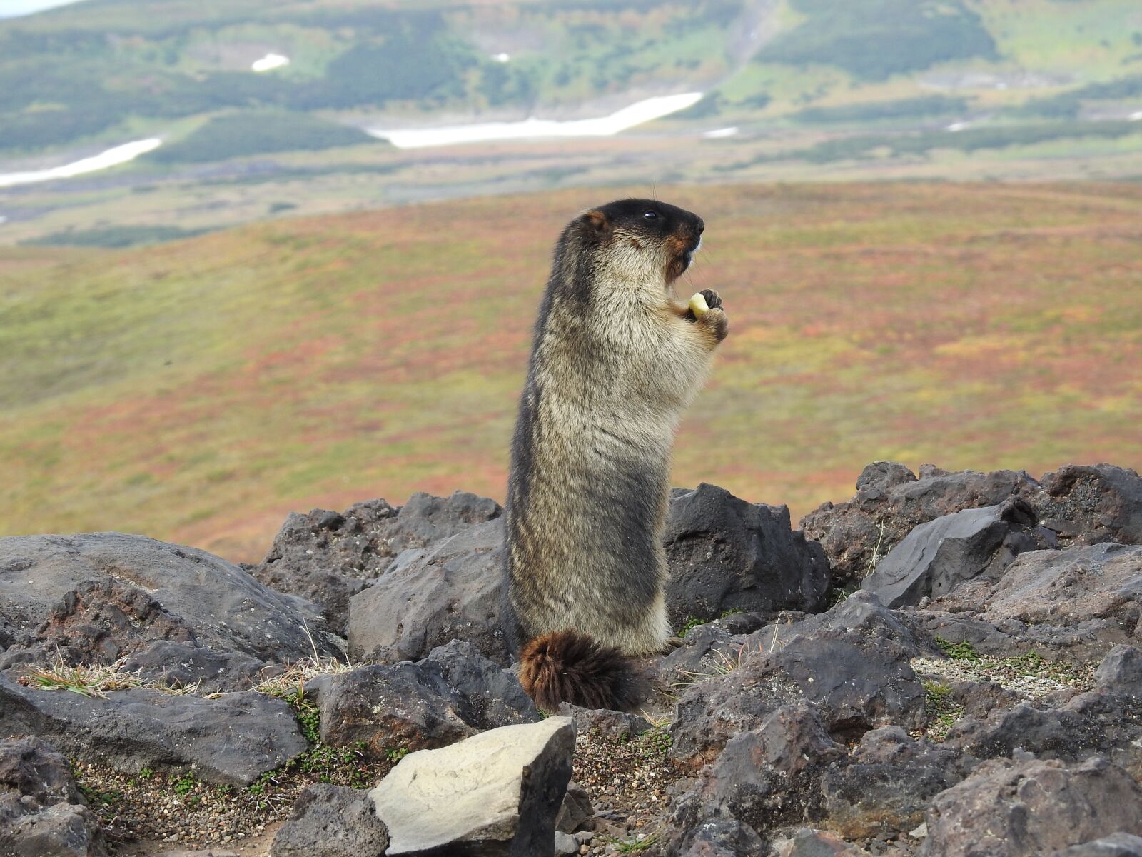 Nikon Coolpix P900 sample photo. Kamchatka, volcano, mountain photography
