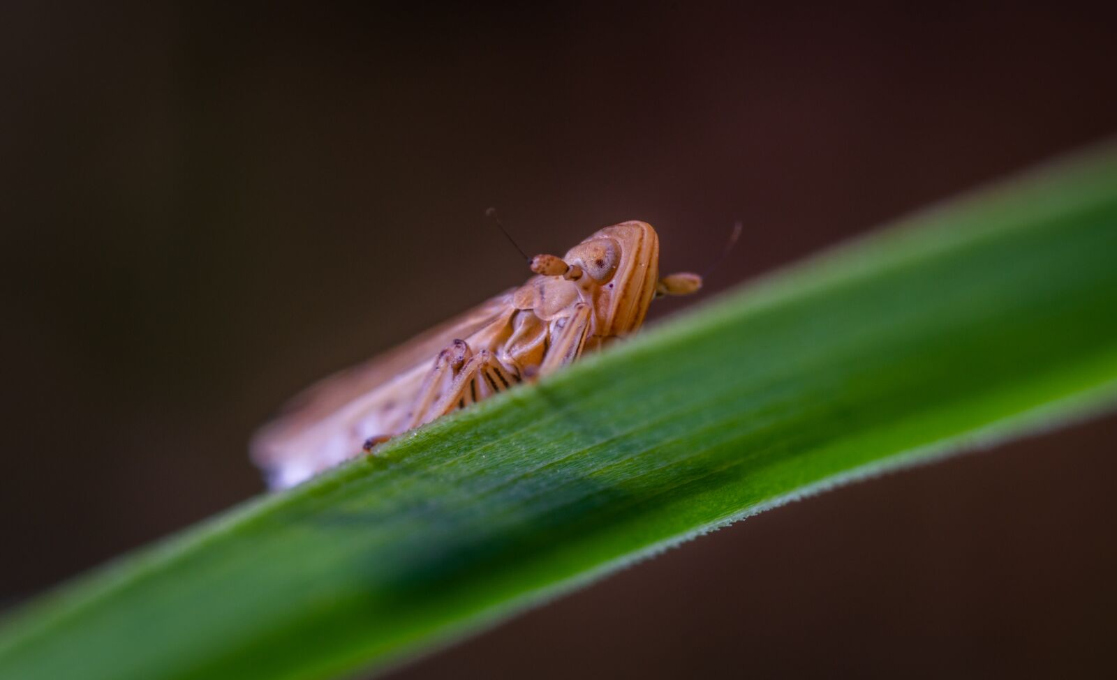 #124 65/2.8 sample photo. Macro, insect, for ordinary photography
