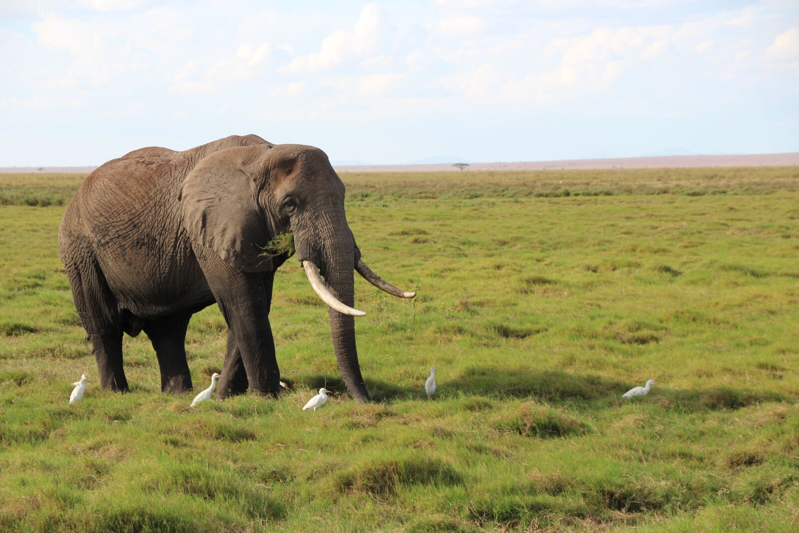 Canon EOS 600D (Rebel EOS T3i / EOS Kiss X5) sample photo. Elephant, kenya, safari photography