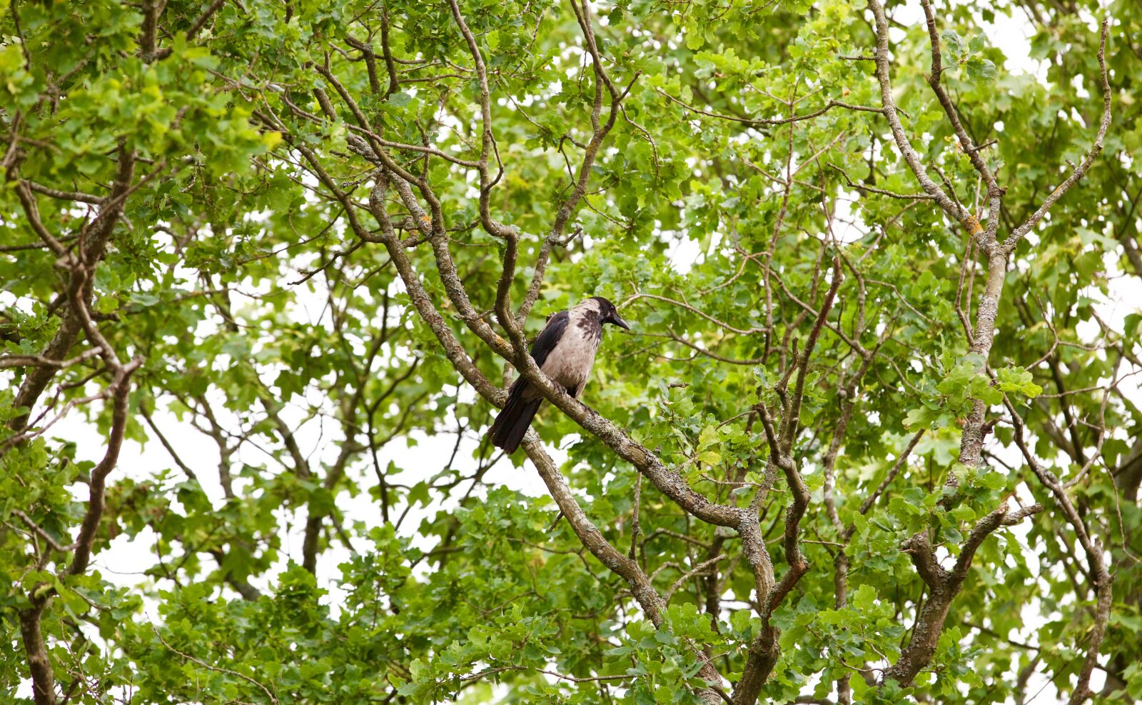 Canon EOS 5D Mark III sample photo. Bird, tree, green photography