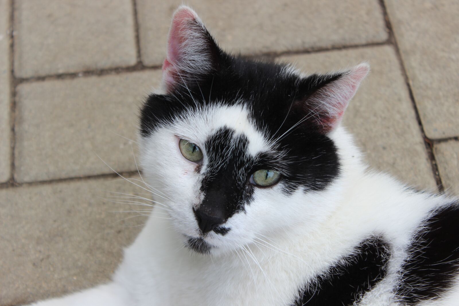 Canon EOS 600D (Rebel EOS T3i / EOS Kiss X5) sample photo. Cat, domestic cat, pet photography