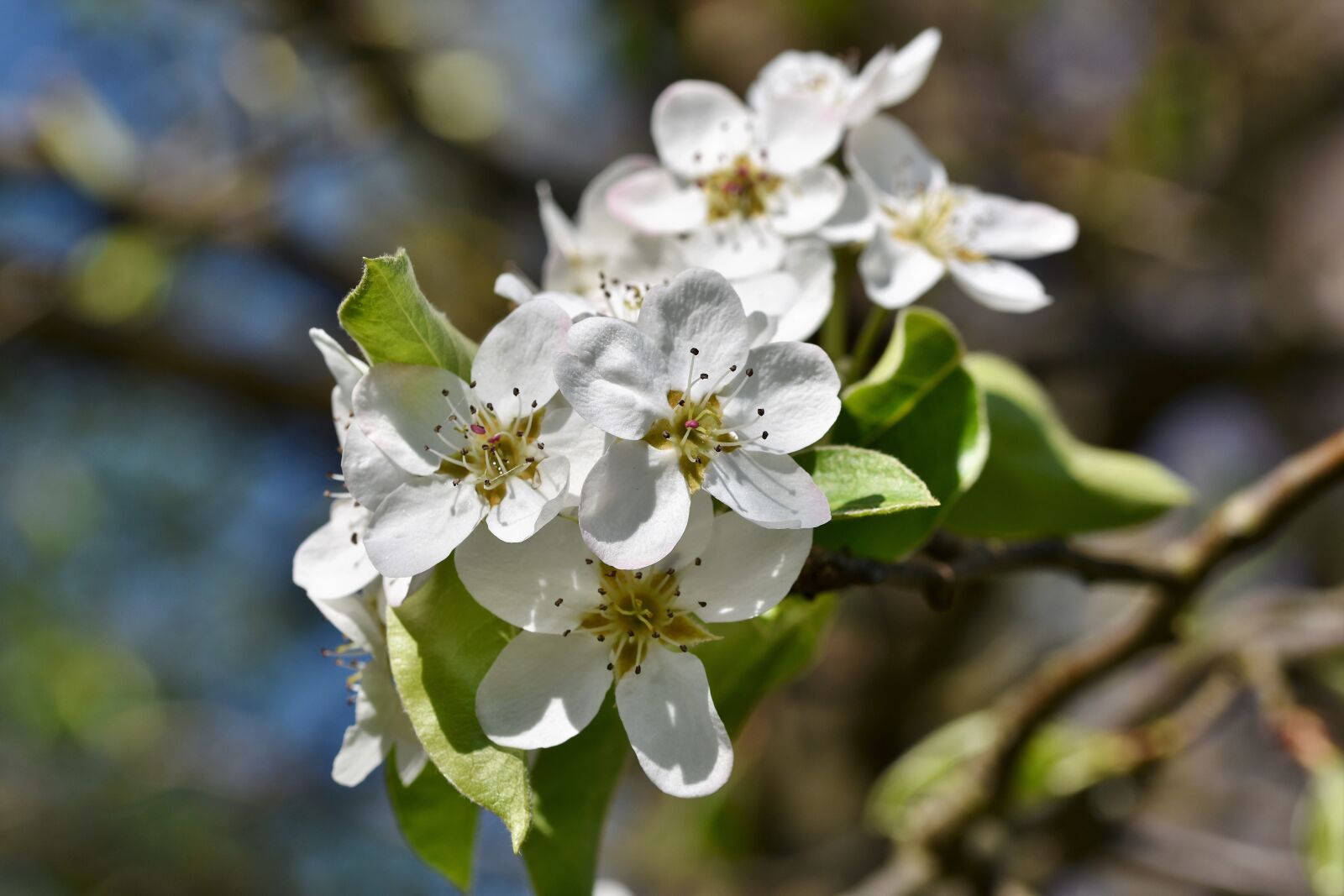 Nikon D7200 sample photo. Apple blossoms, apple tree photography