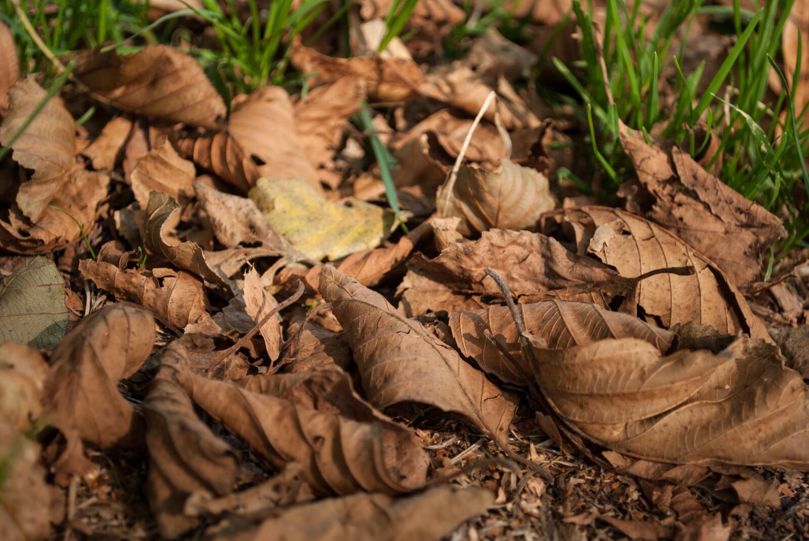Nikon D60 sample photo. Foliage, autumn, dry leaves photography
