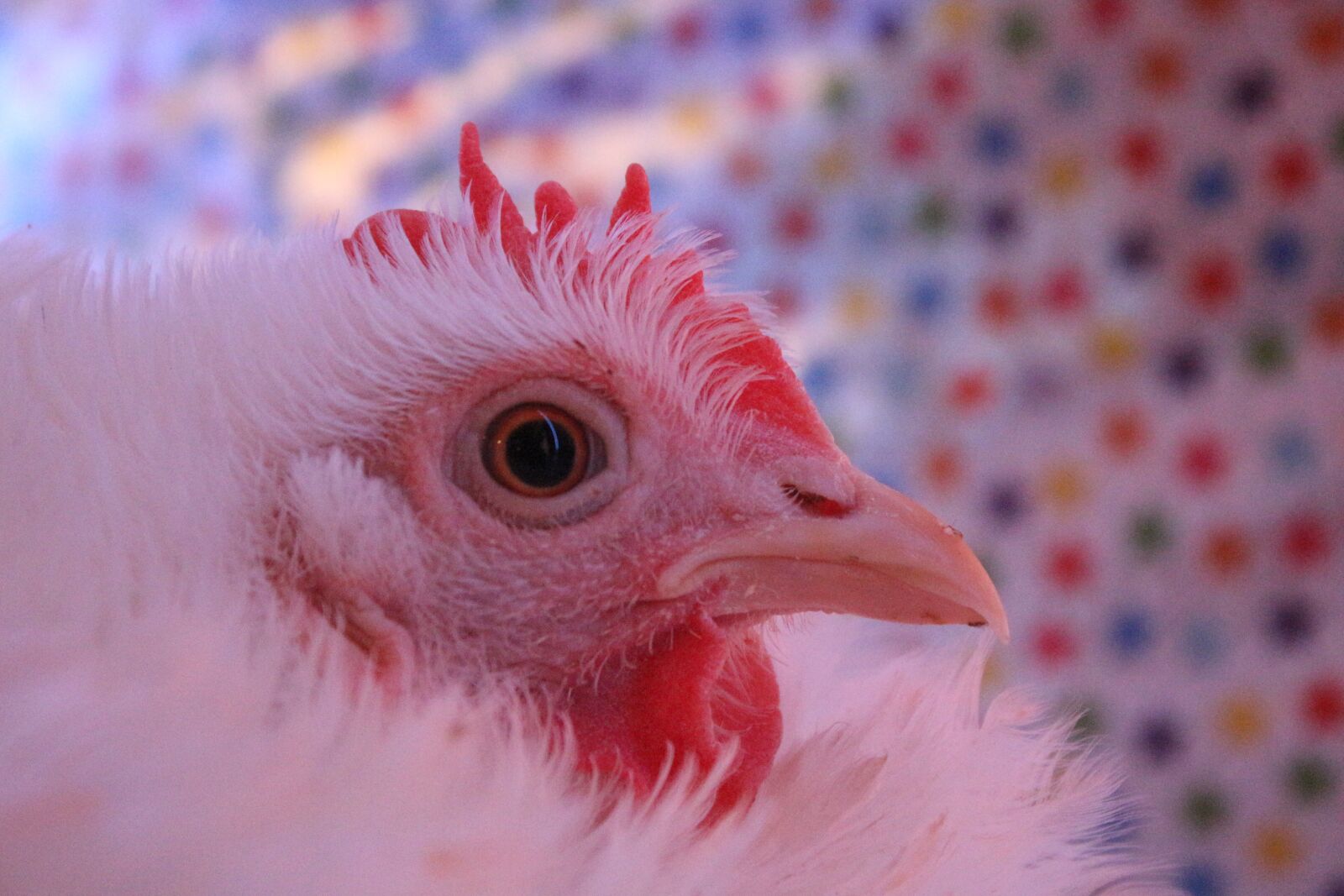 Canon EF-S 18-55mm F3.5-5.6 IS sample photo. Chicken, hen, curly photography
