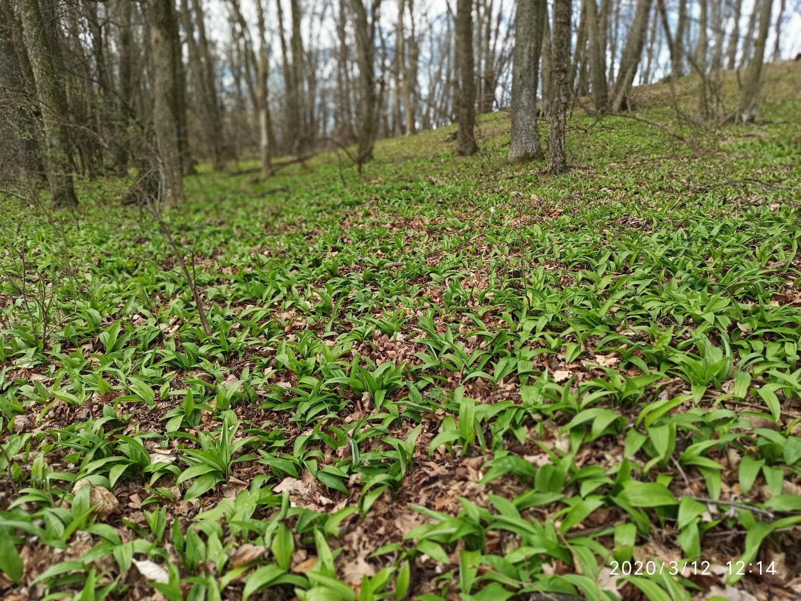 Xiaomi Redmi Note 8 Pro sample photo. Wild garlic forest, wienerwald photography