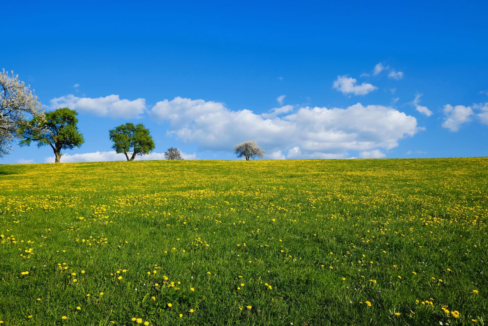 Fujifilm XC 15-45mm F3.5-5.6 OIS PZ sample photo. Nature, landscape, meadow photography