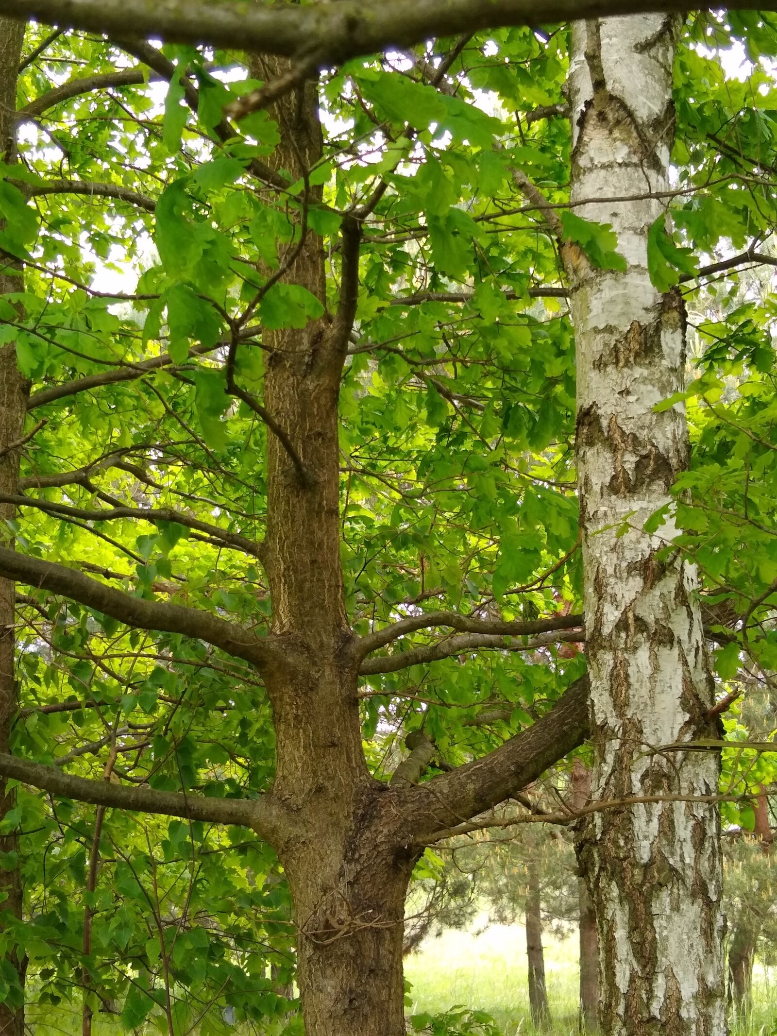 Motorola moto g(8) plus sample photo. Tree, birch, green photography