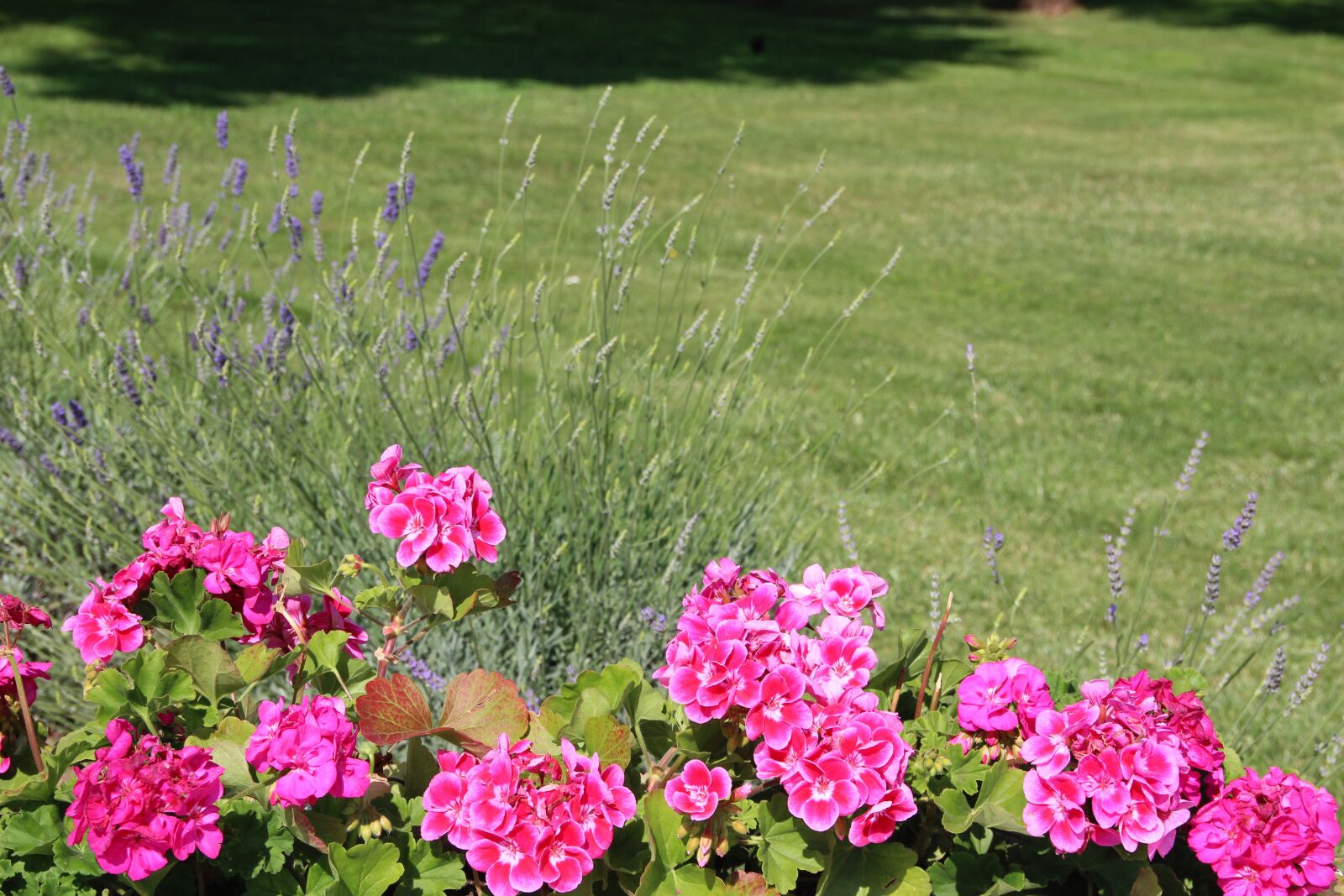 Canon EOS 600D (Rebel EOS T3i / EOS Kiss X5) sample photo. Flowers, rush, blossom photography
