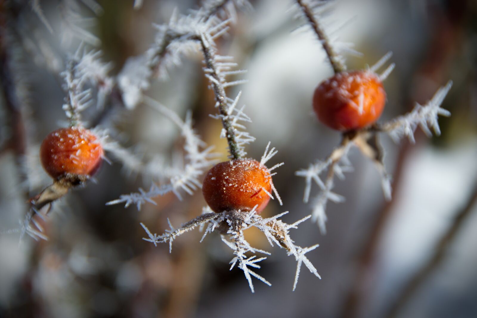 Nikon D3100 sample photo. Leann, frost, winter photography