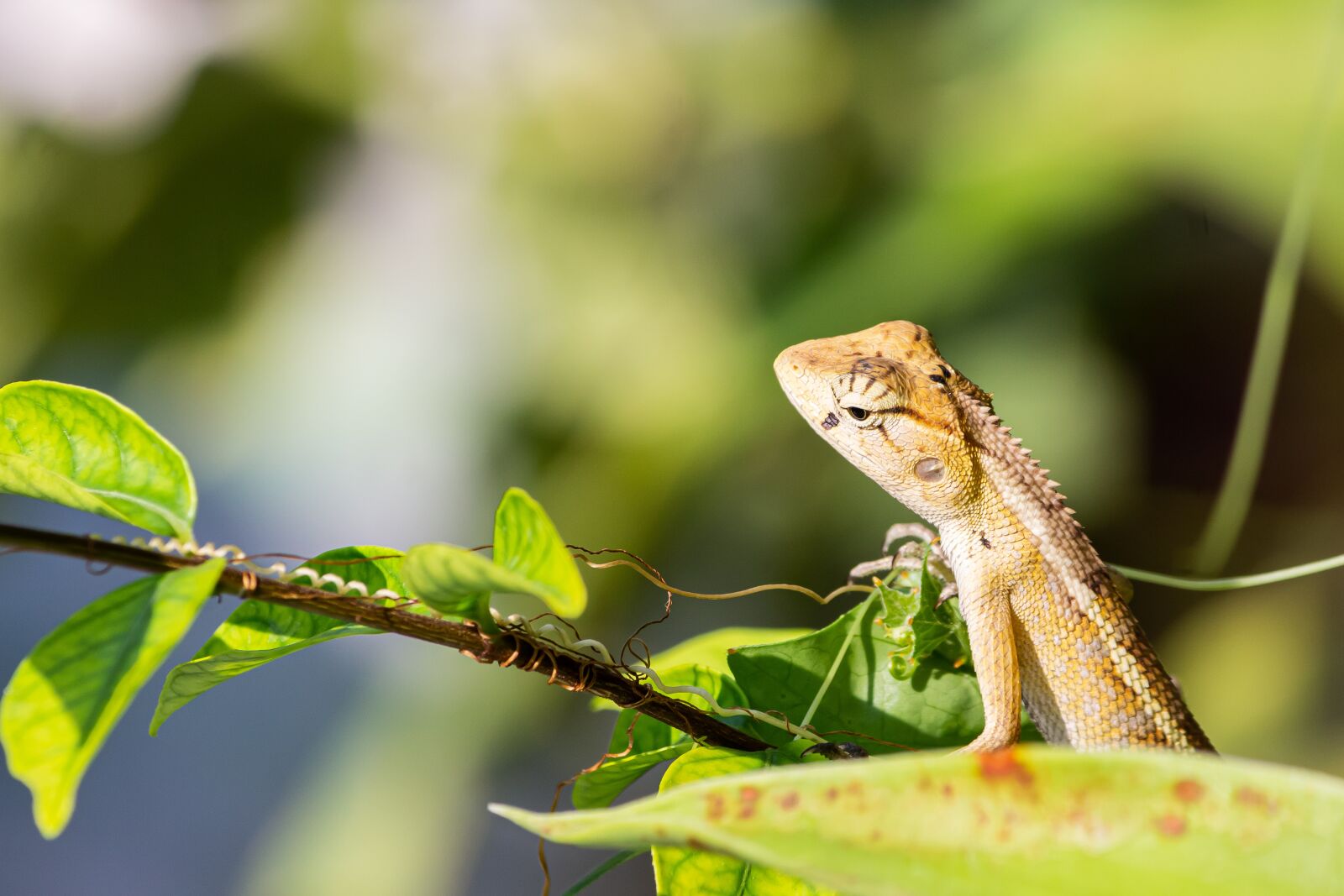 Canon EF-S 55-250mm F4-5.6 IS sample photo. Madagascar, pet, animal photography