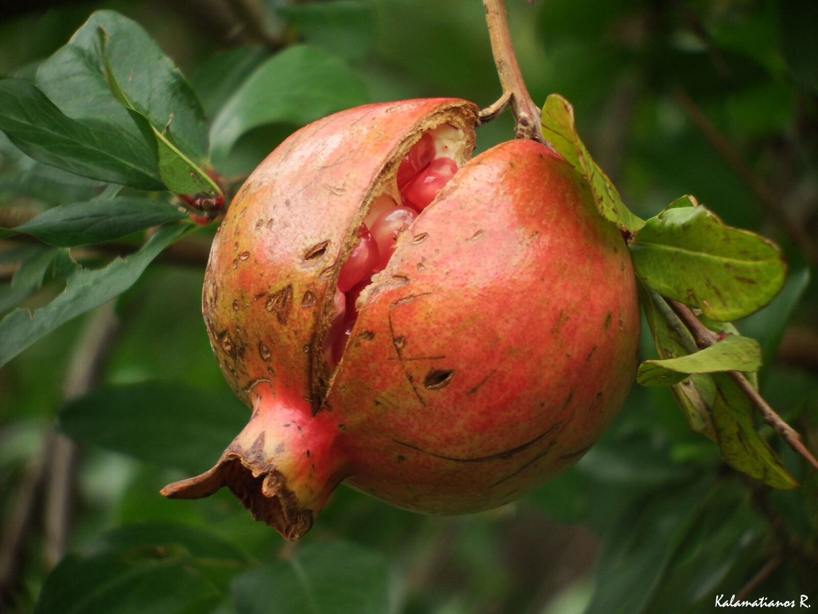 Fujifilm FinePix S1 sample photo. Fruit, macro, nature, pomegranate photography