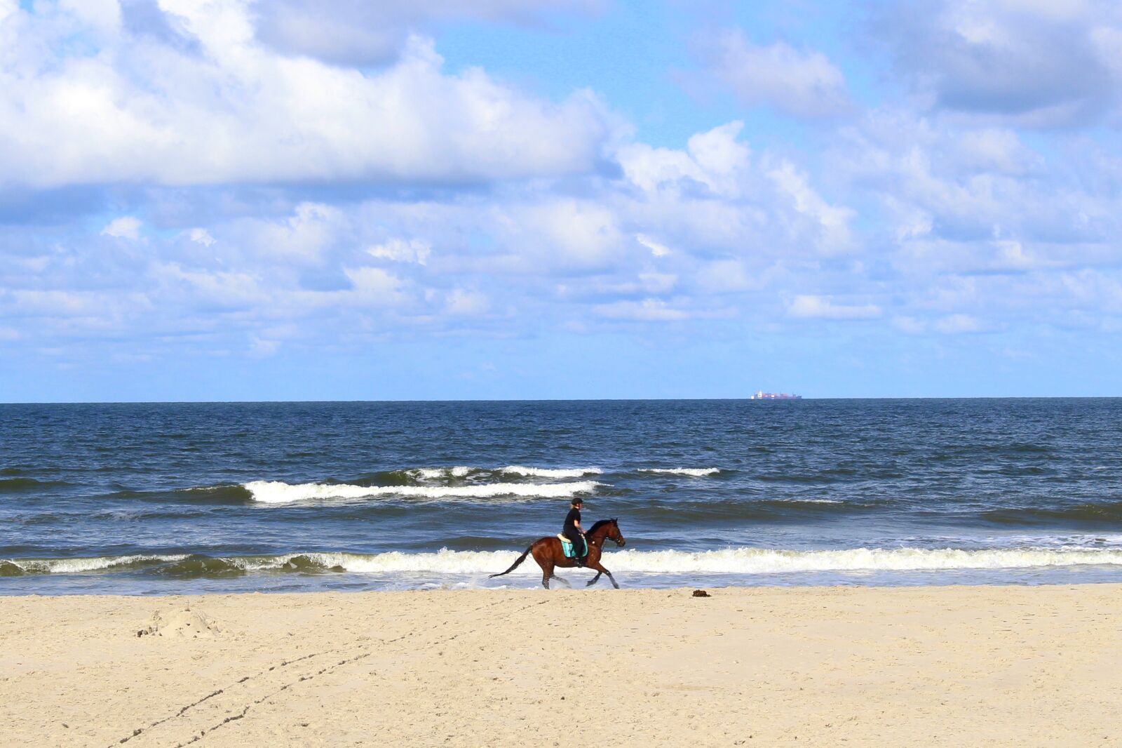 Canon EOS 700D (EOS Rebel T5i / EOS Kiss X7i) sample photo. Horse, langeoog, nature photography
