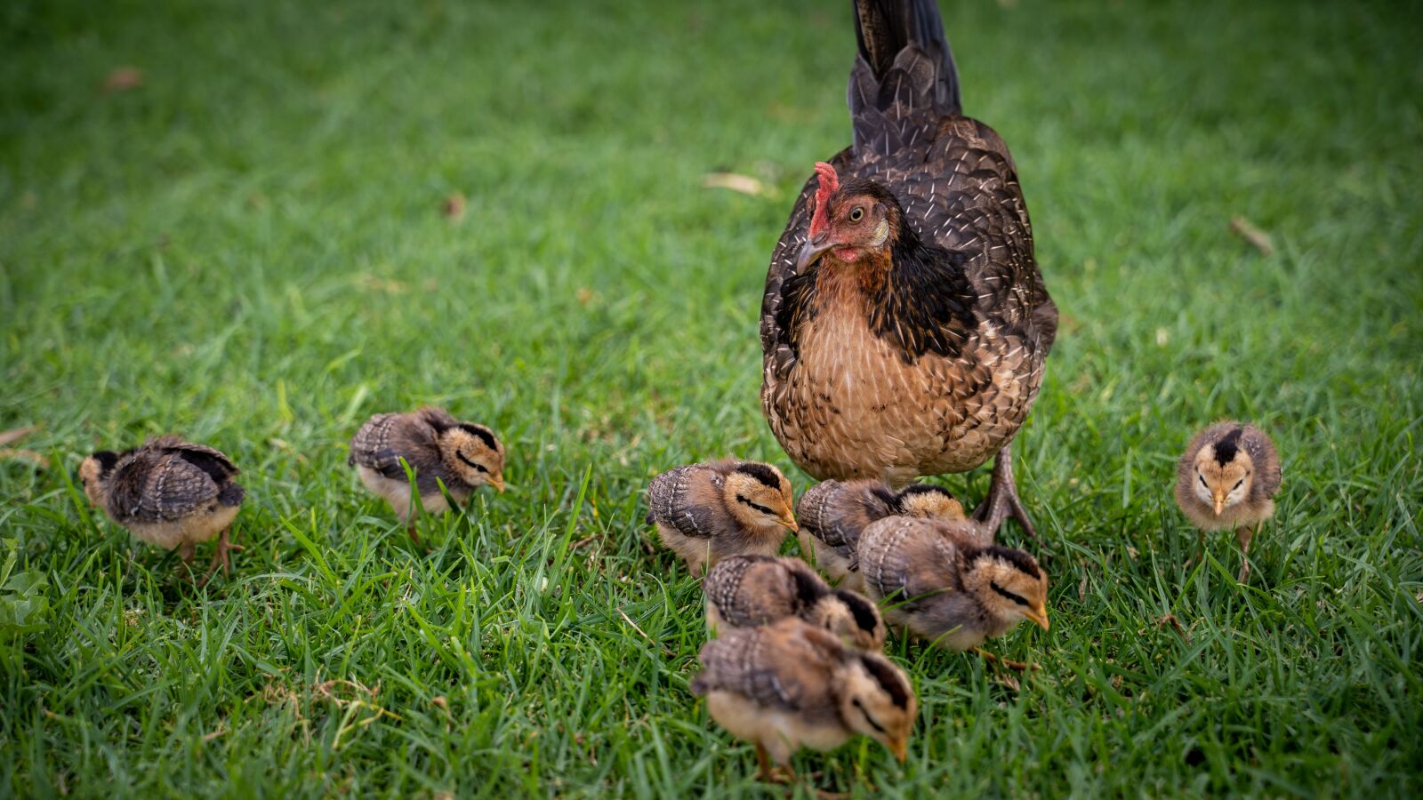 Sony a7 III sample photo. Chicken, chick, chicks photography