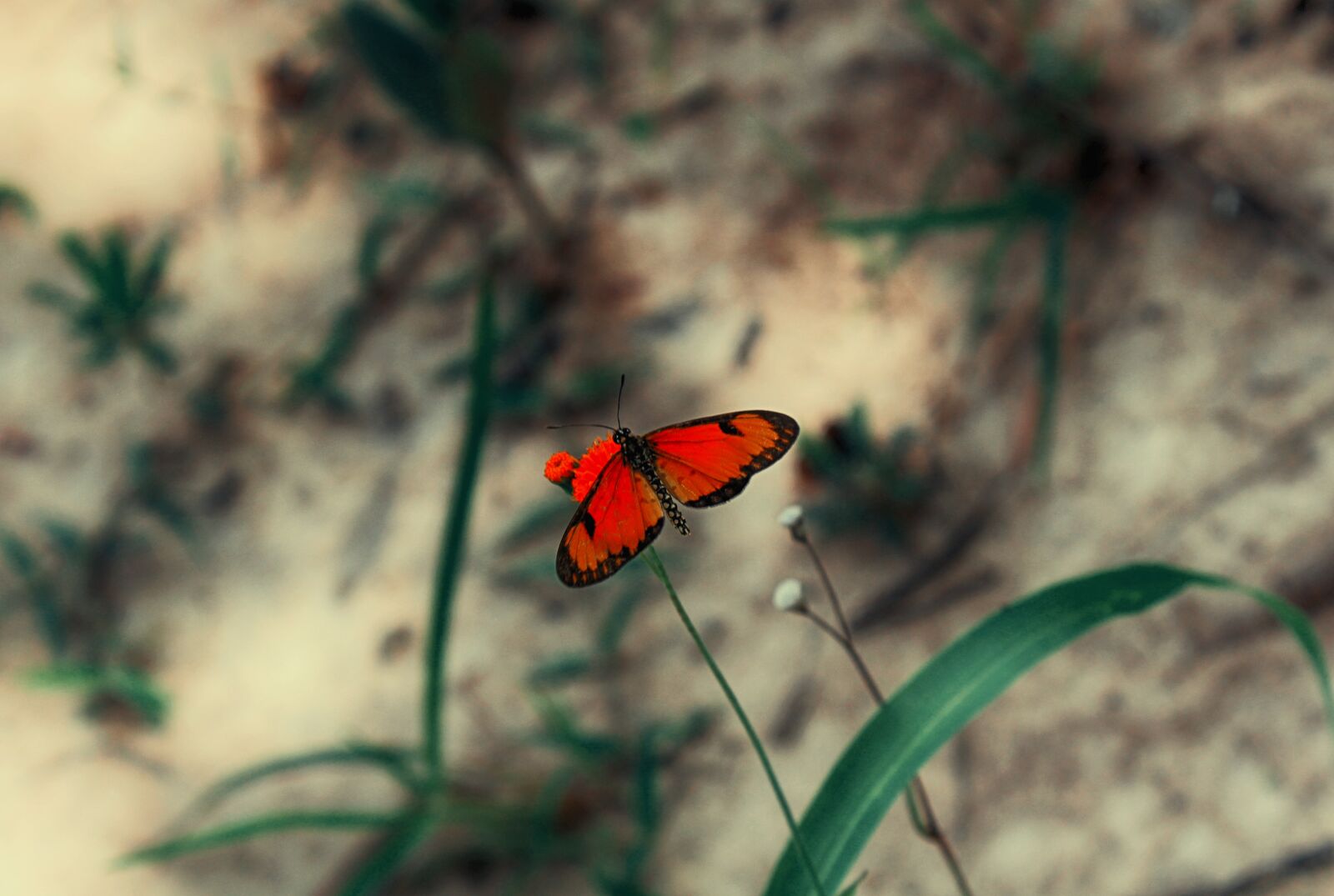 Canon EOS 1200D (EOS Rebel T5 / EOS Kiss X70 / EOS Hi) sample photo. Butterfly, leaf, green photography