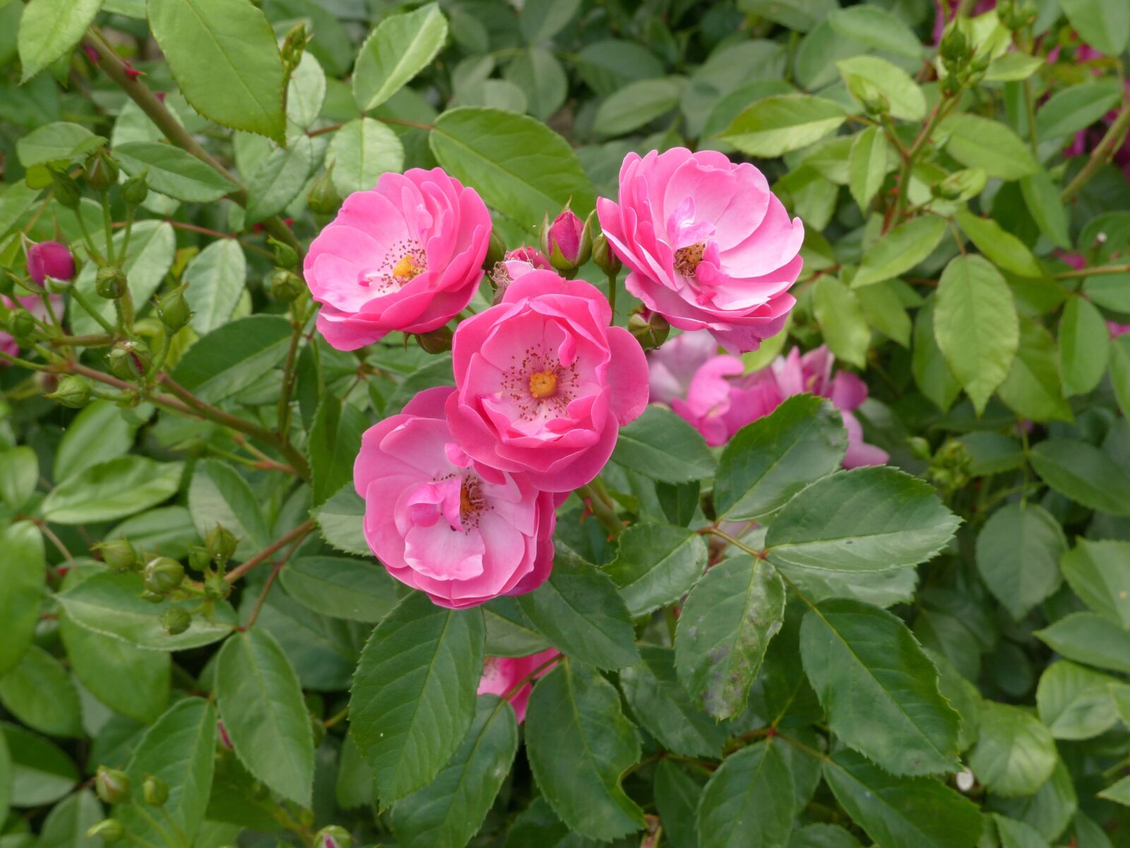 Panasonic PHOTOfunSTUDIO 8.3 PE sample photo. Roses, flowers, pink photography