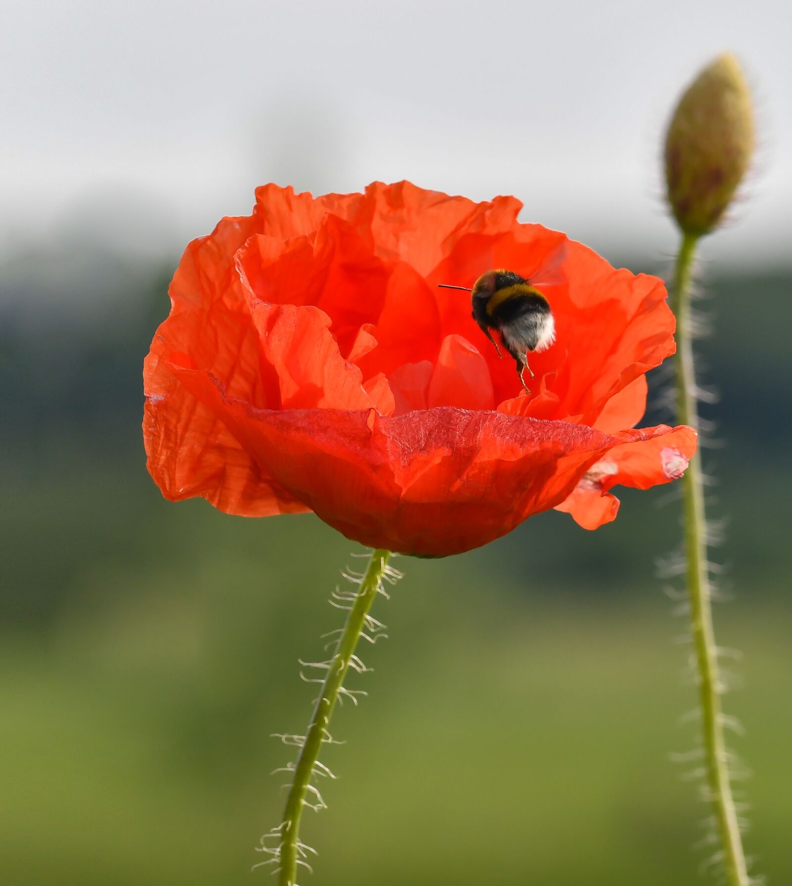 Nikon D500 sample photo. Poppy, hummel, meadow photography