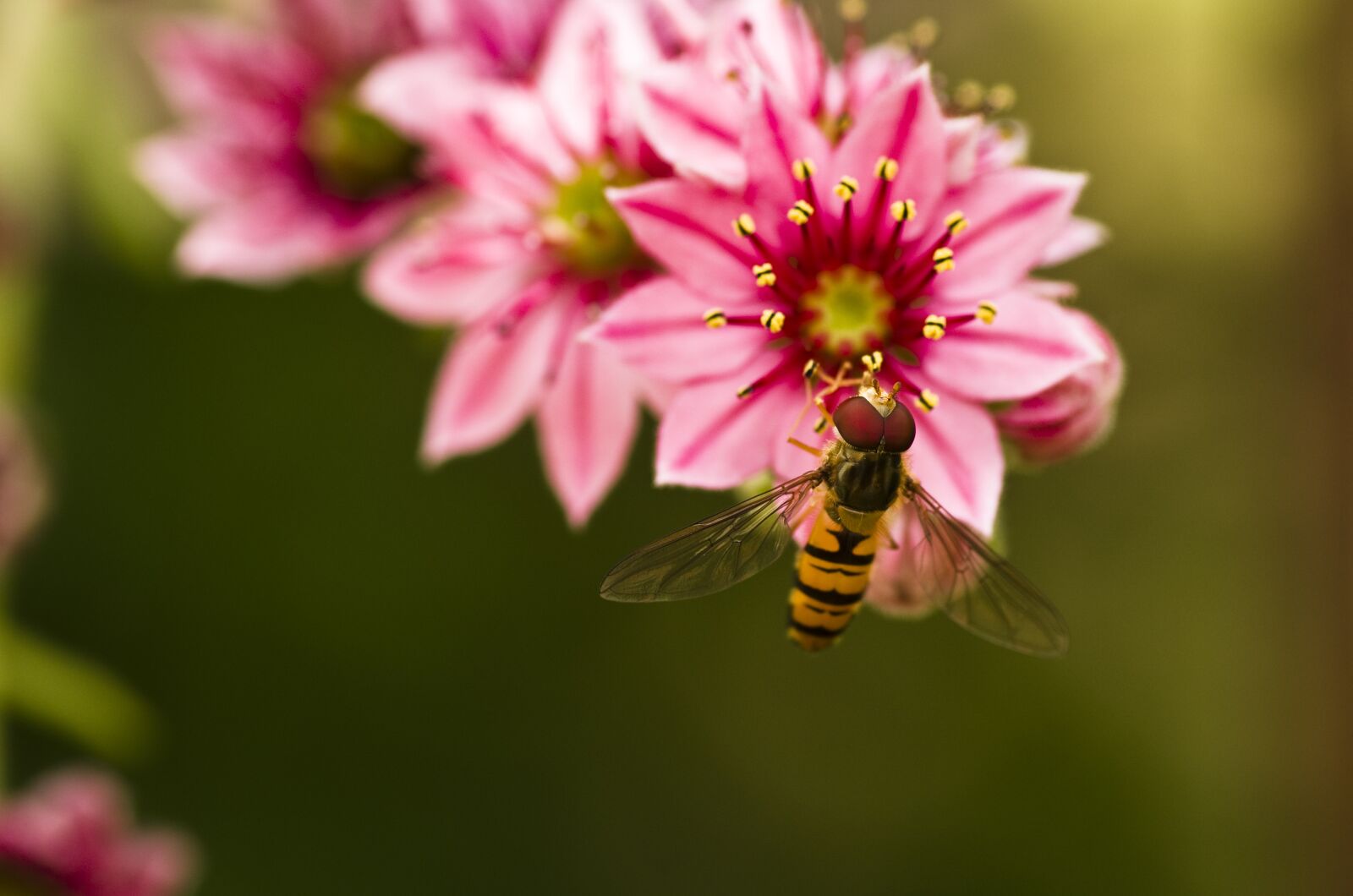 Pentax K-30 sample photo. Hoverfly, houseleek, garden photography