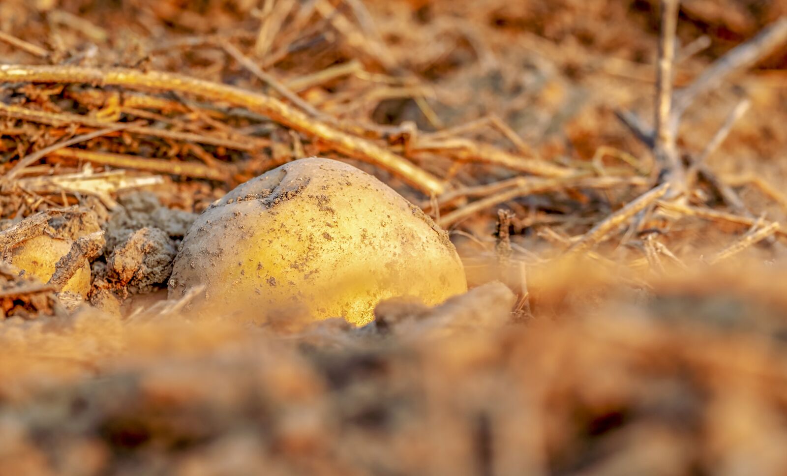 Fujifilm XF 55-200mm F3.5-4.8 R LM OIS sample photo. Potato, tuber, harvest photography