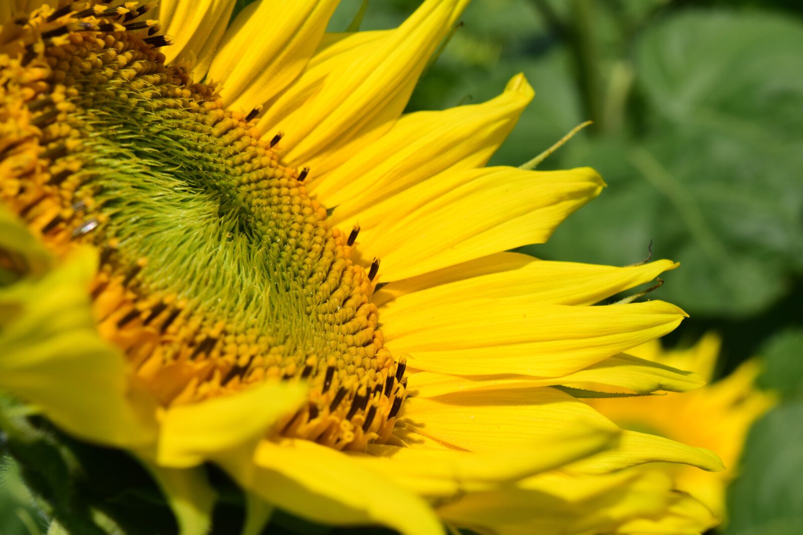Nikon D3300 sample photo. Sunflower, blossom, bloom photography
