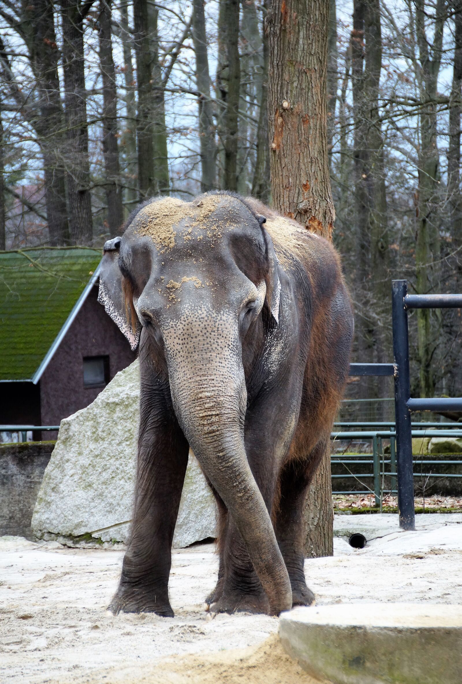 Sony SLT-A58 sample photo. Elephant, indian, zoo photography